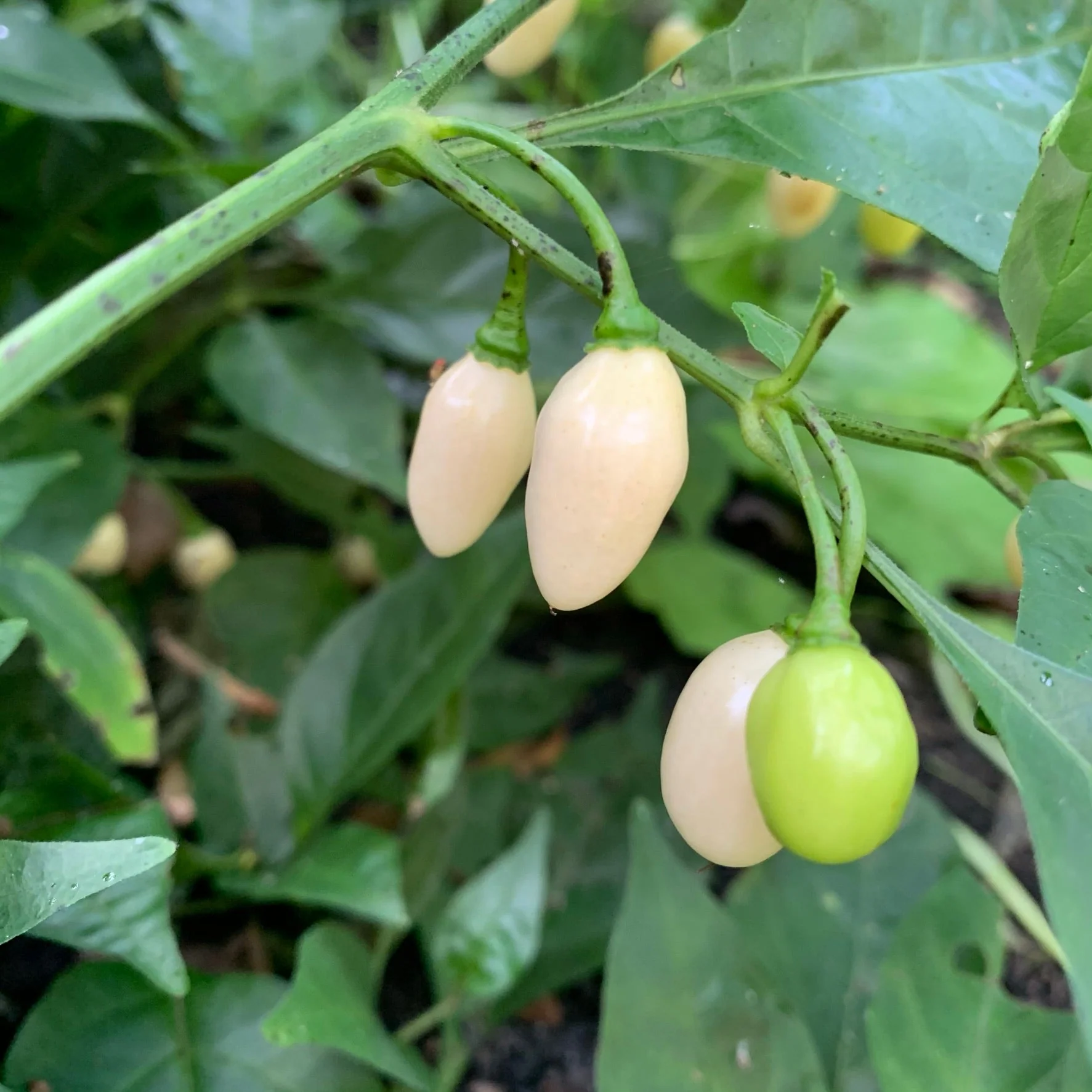 Habanero Yucatan White - Seeds - Image 8