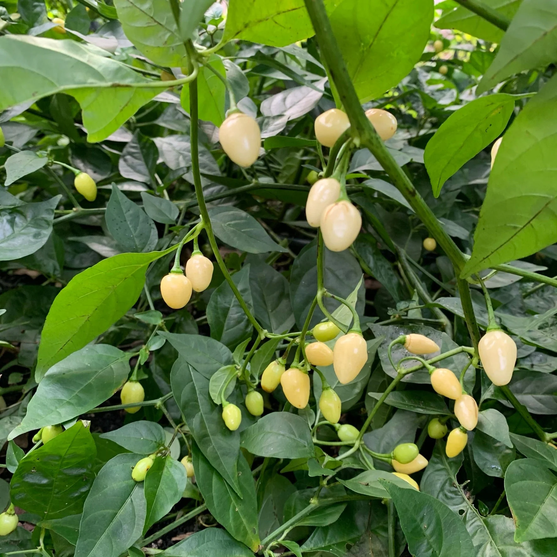 Habanero Yucatan White - Seeds - Image 9
