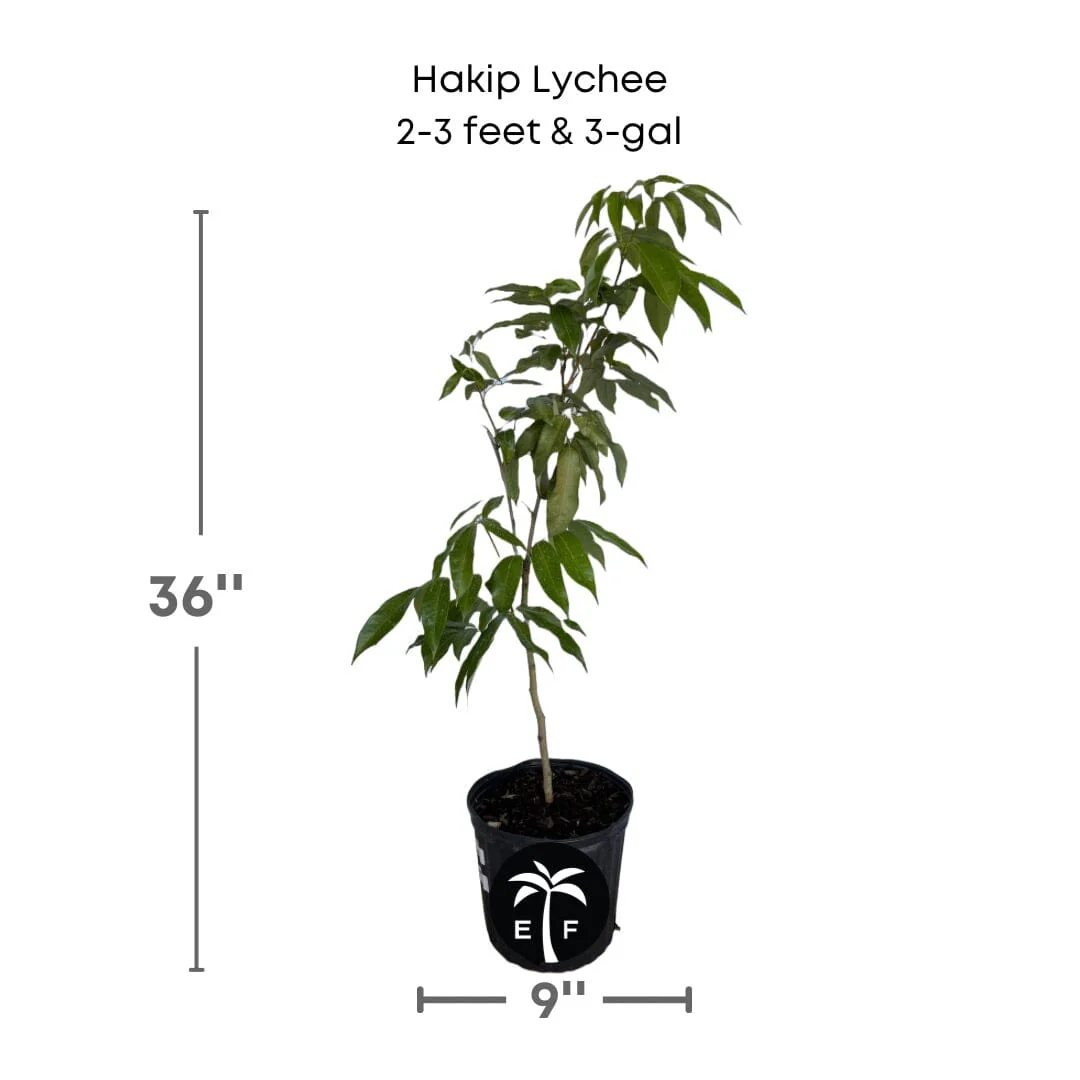 Hakip Lychee Tree, Air-Layered - Image 2