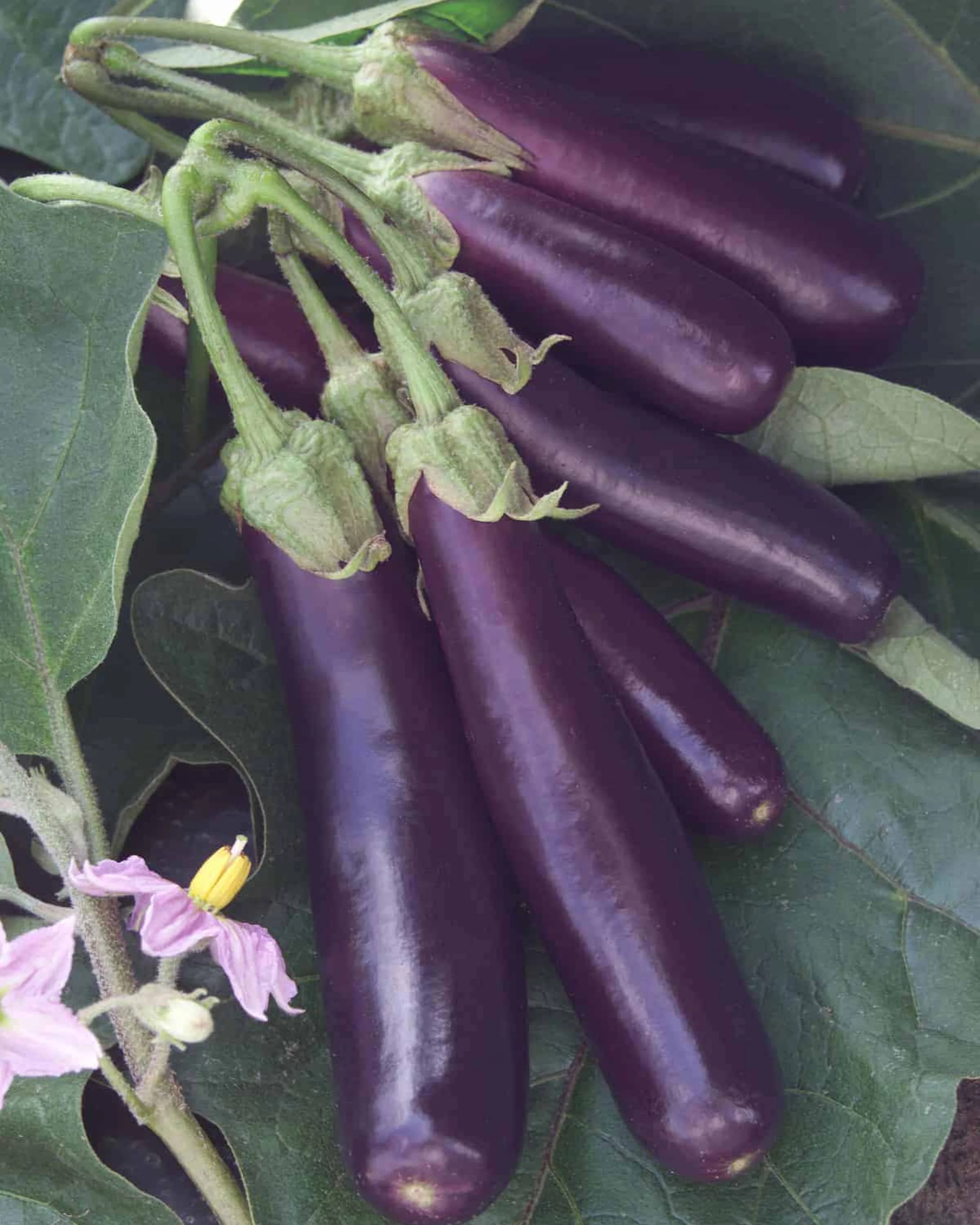 Hansel Hybrid Eggplant Seeds - Image 2