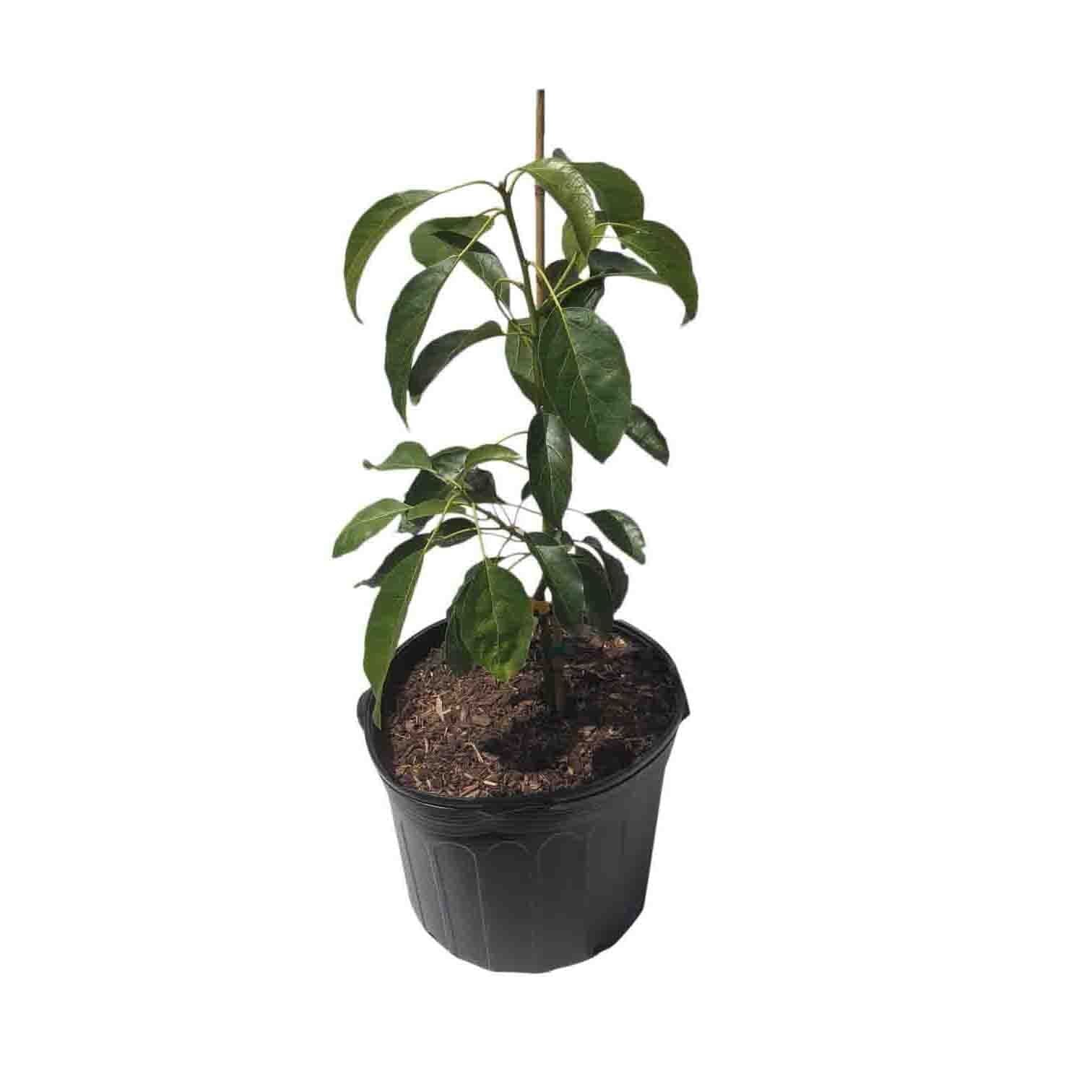 Hass [California] Avocado Tree, Grafted - Image 2