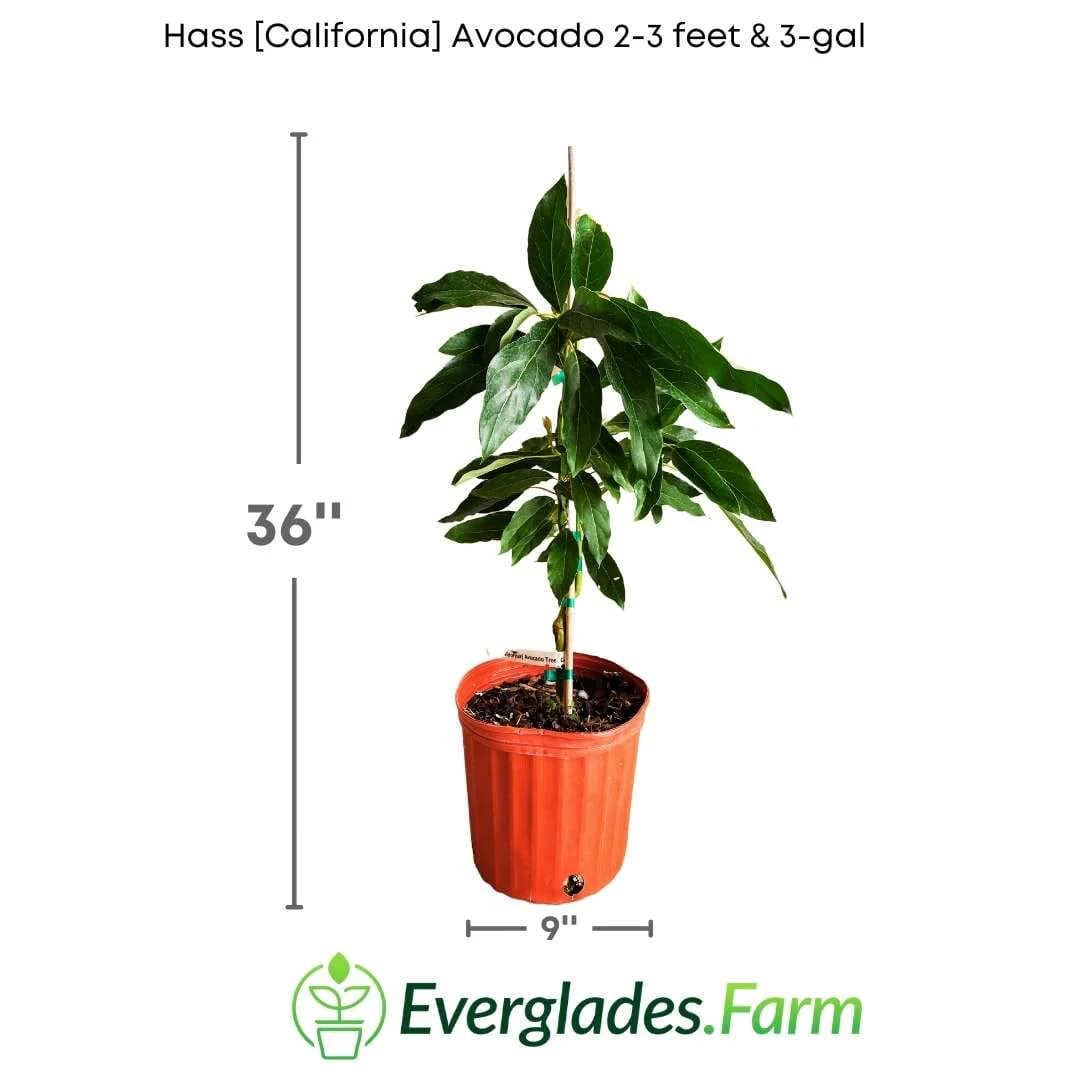 Hass [California] Avocado Tree, Grafted - Image 3