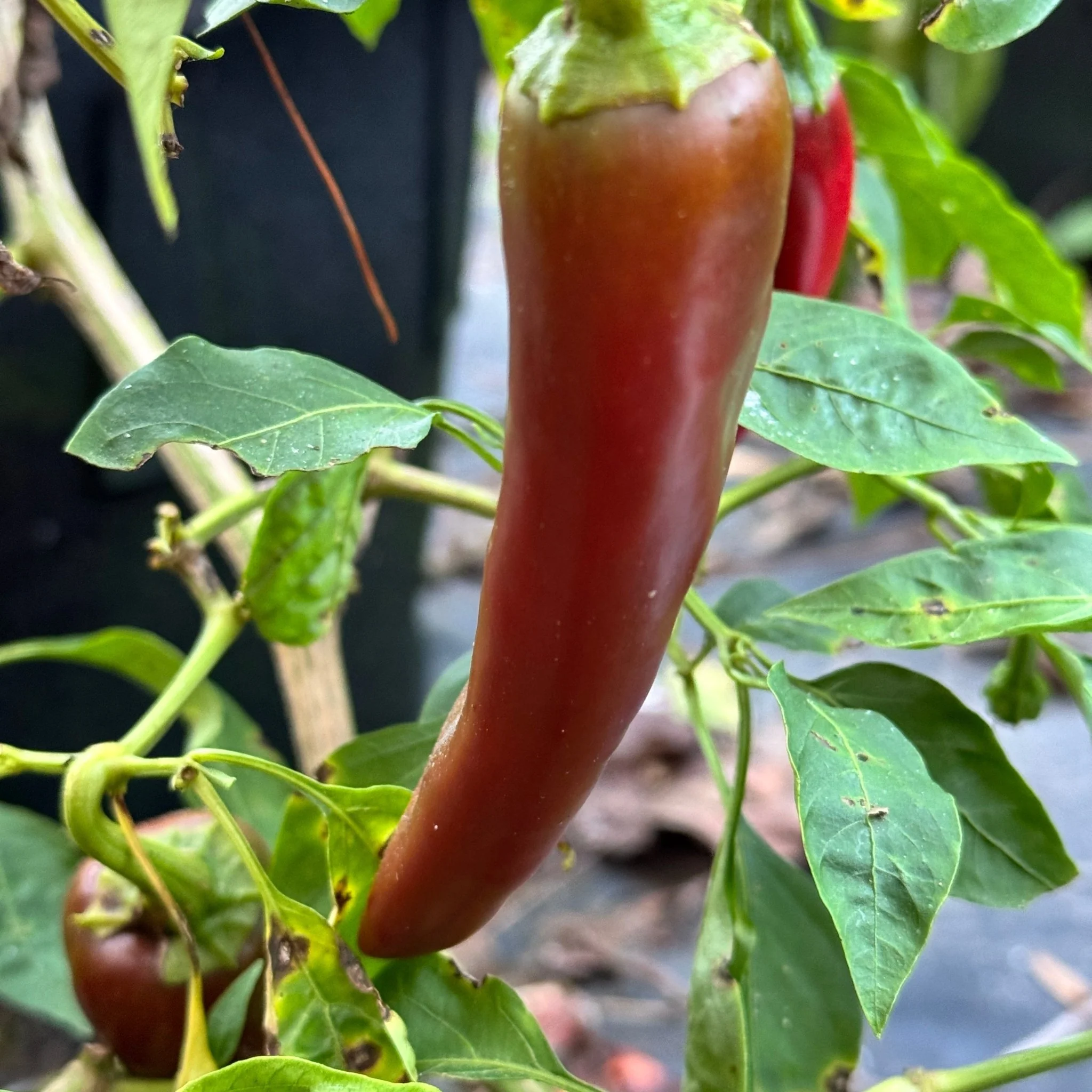 Hatch Green Mild - Guizeppi  - Seeds - Image 2