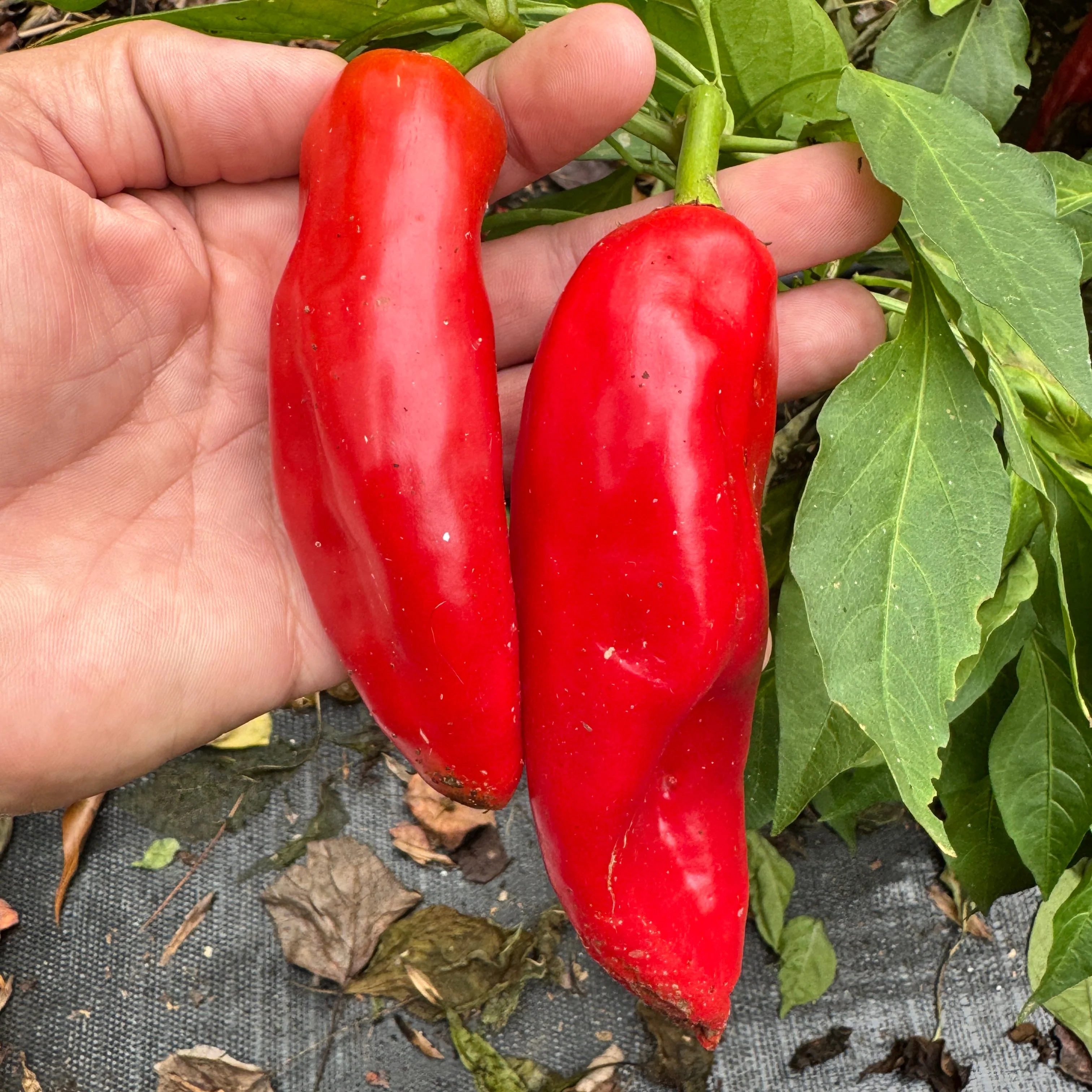 Hatch Green X Hot - Rattlesnake Green Chile  - Seeds - Image 2