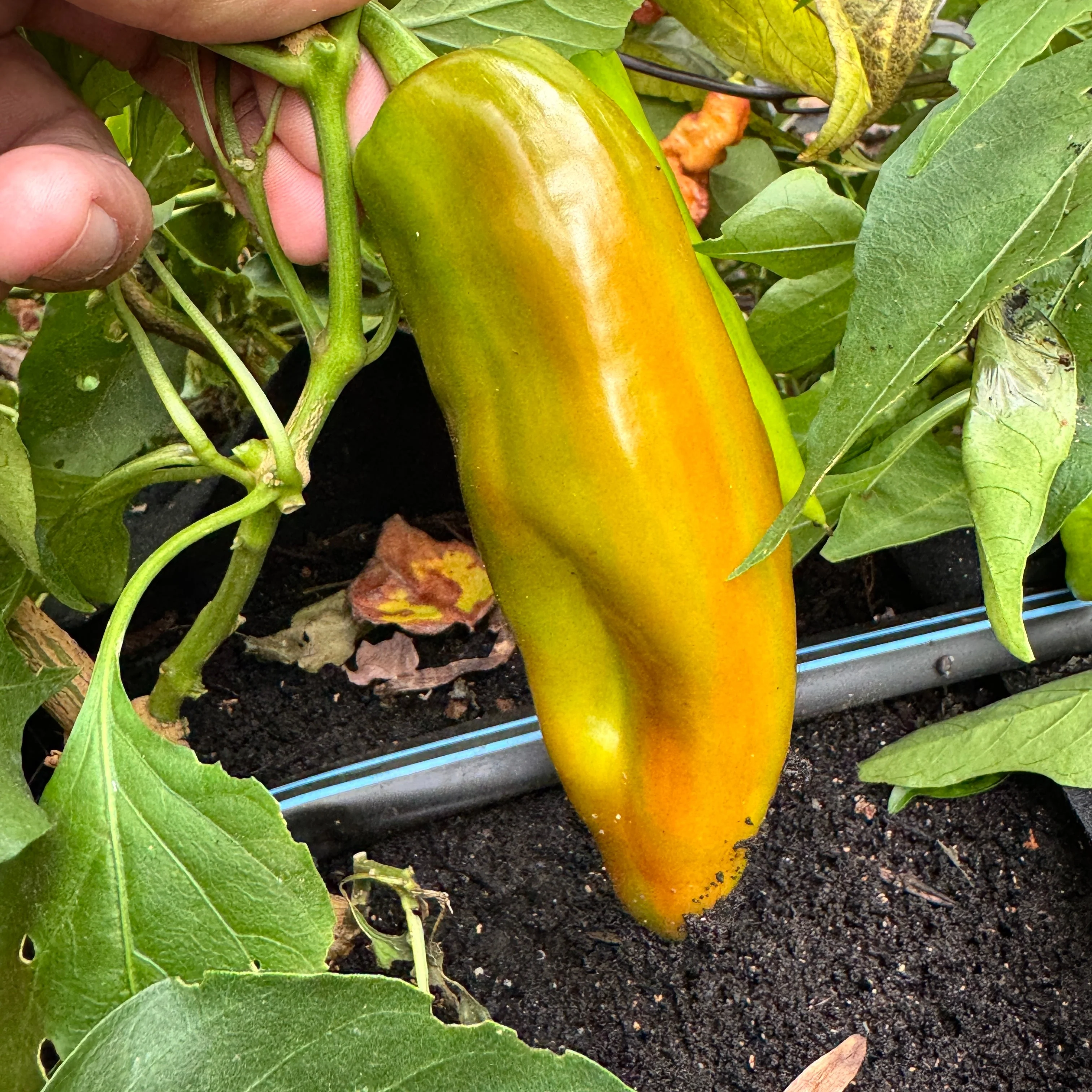 Hatch Green X Hot - Rattlesnake Green Chile  - Seeds - Image 3