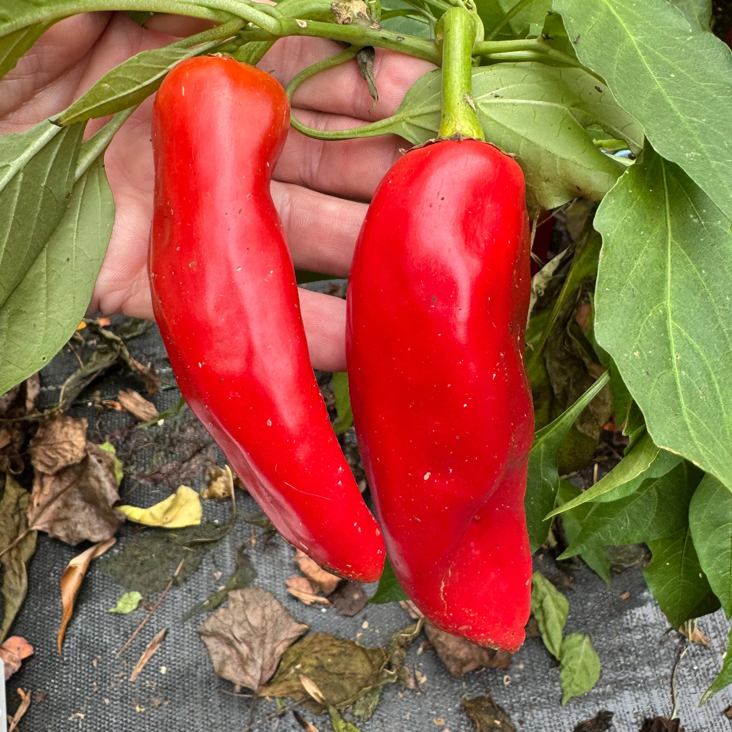Hatch Green X Hot - Rattlesnake Green Chile  - Seeds - Image 4