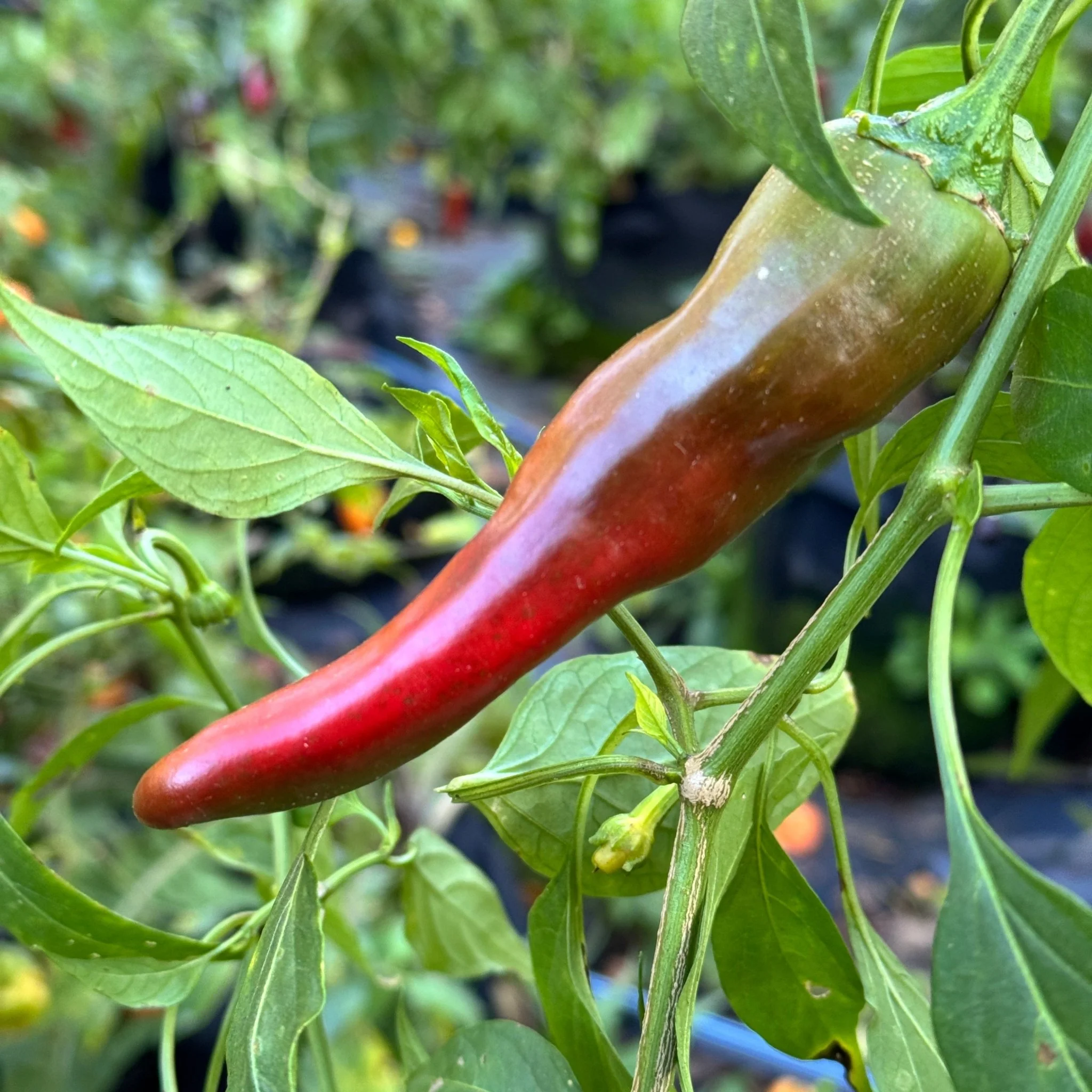 Hatch Red Hot - Sandia Hot  - Seeds - Image 2