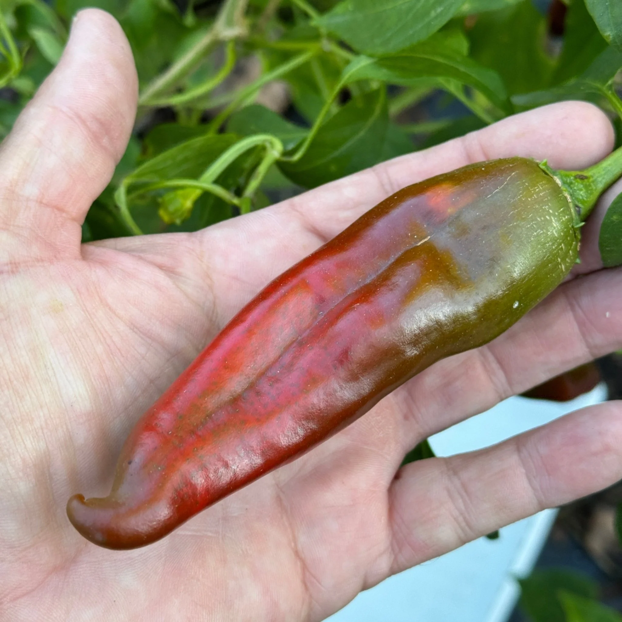 Hatch Red Hot - Sandia Hot  - Seeds - Image 3