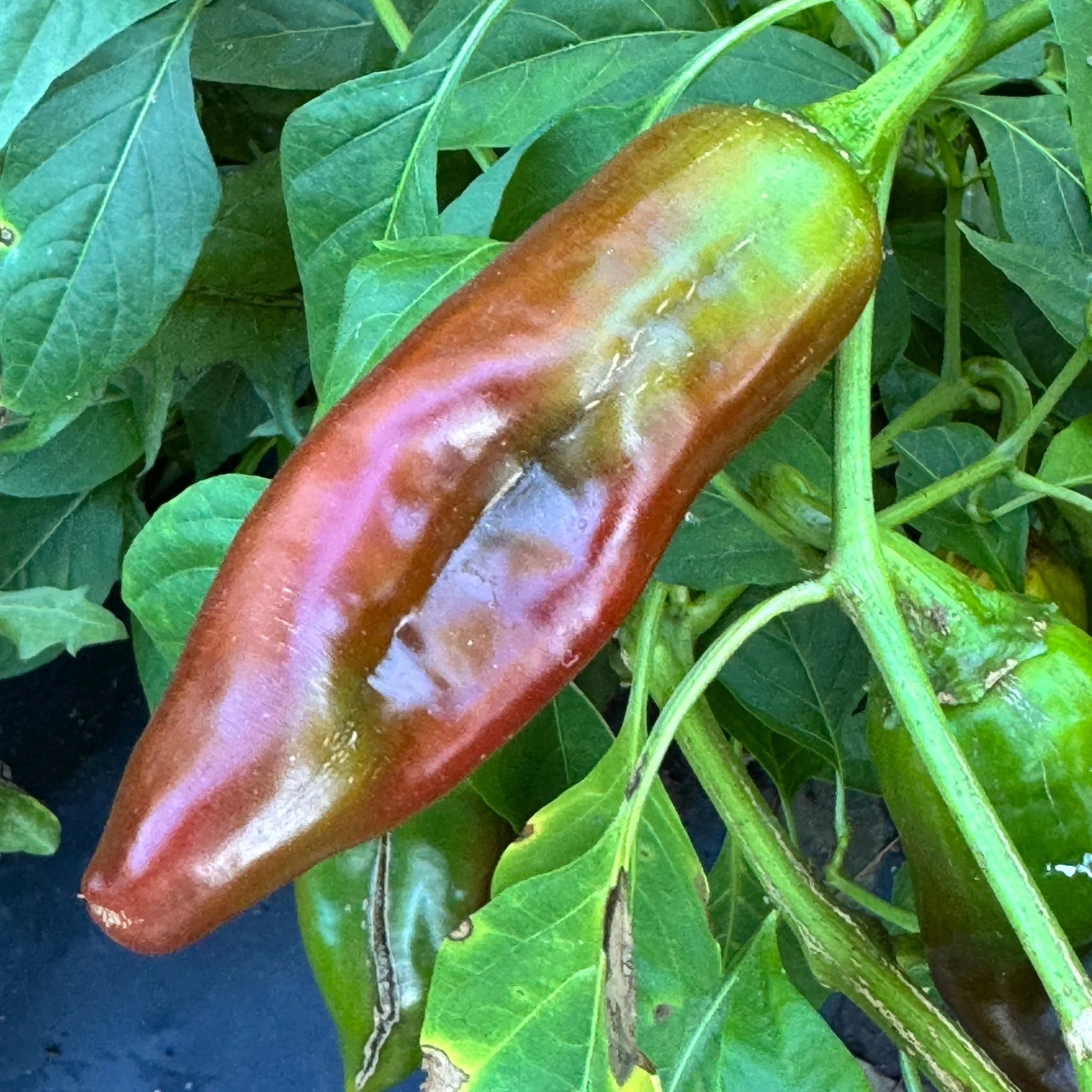 Hatch Red Hot - Sandia Hot  - Seeds - Image 5