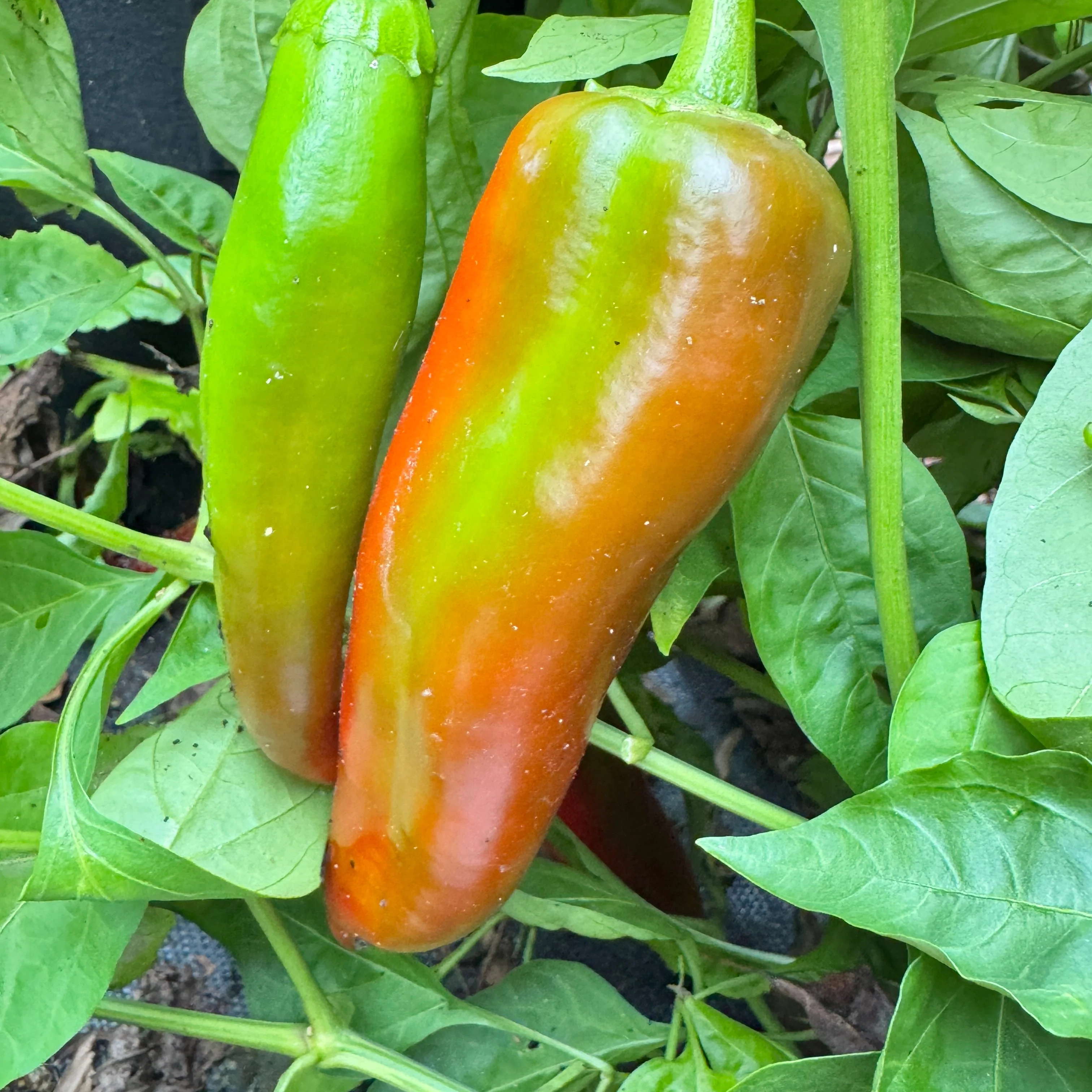 Hatch Red Medium - Joe E. Parker Chile  - Seeds - Image 2