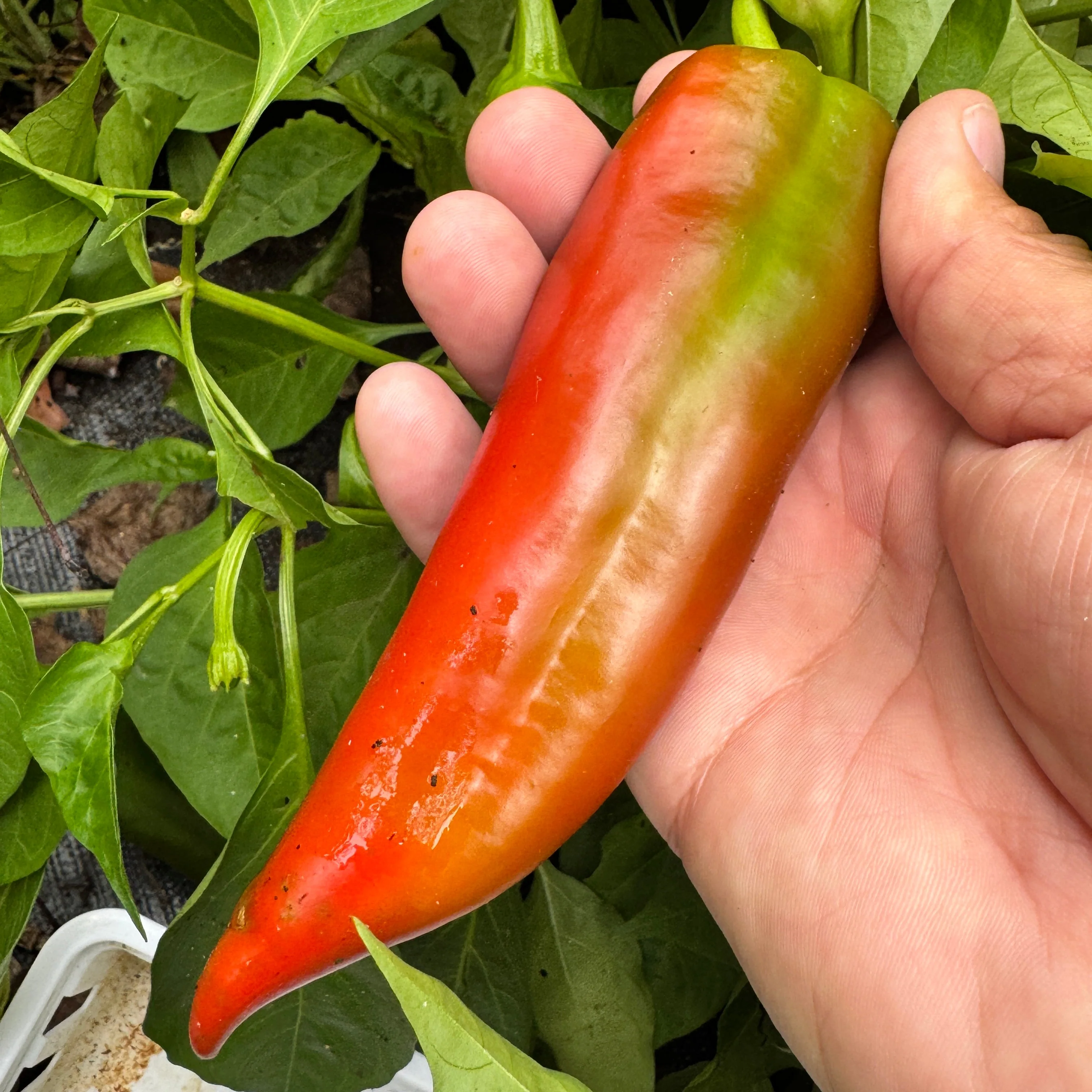 Hatch Red Medium - Joe E. Parker Chile  - Seeds - Image 3
