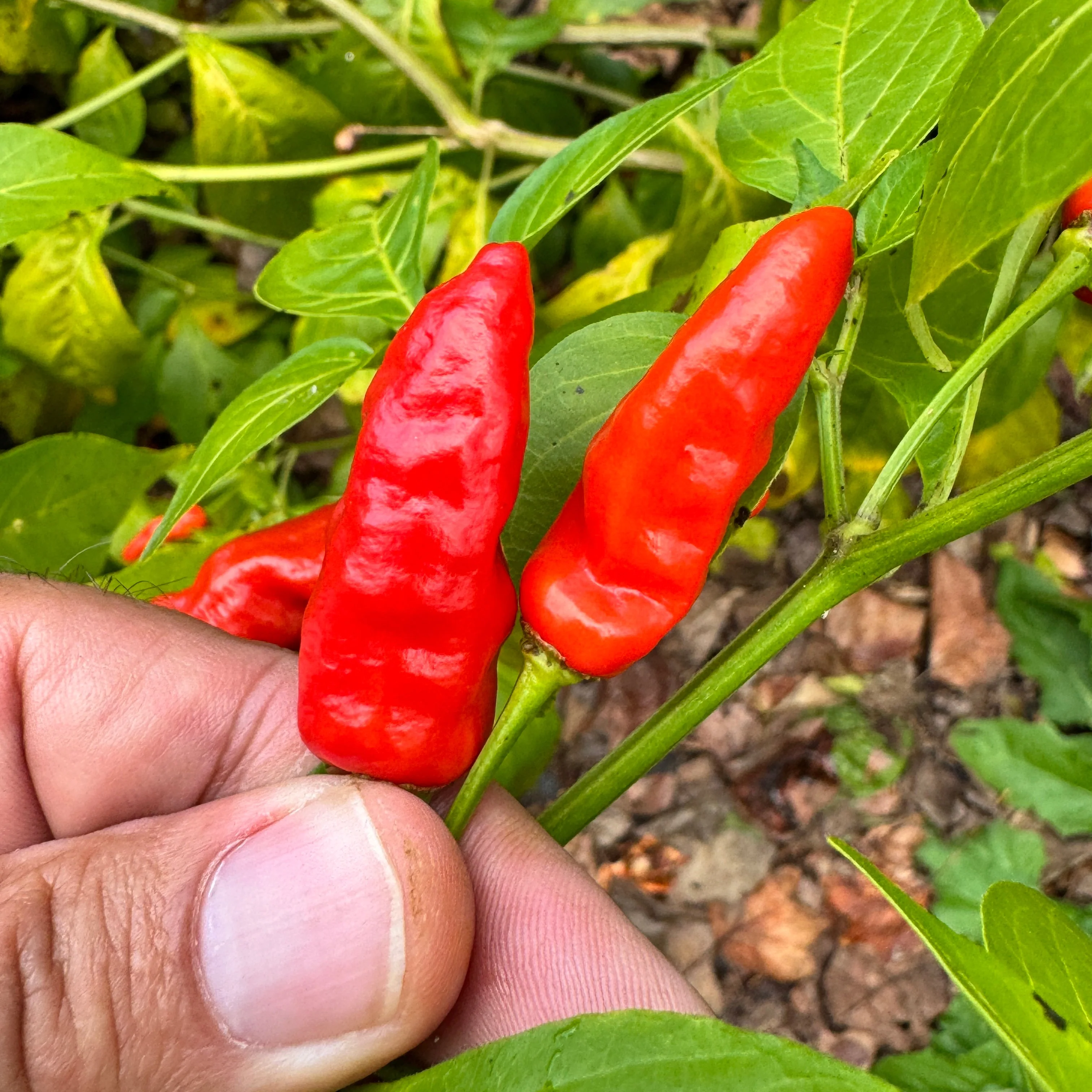 Hawaiian Chili x Ghost  - Seeds - Image 2