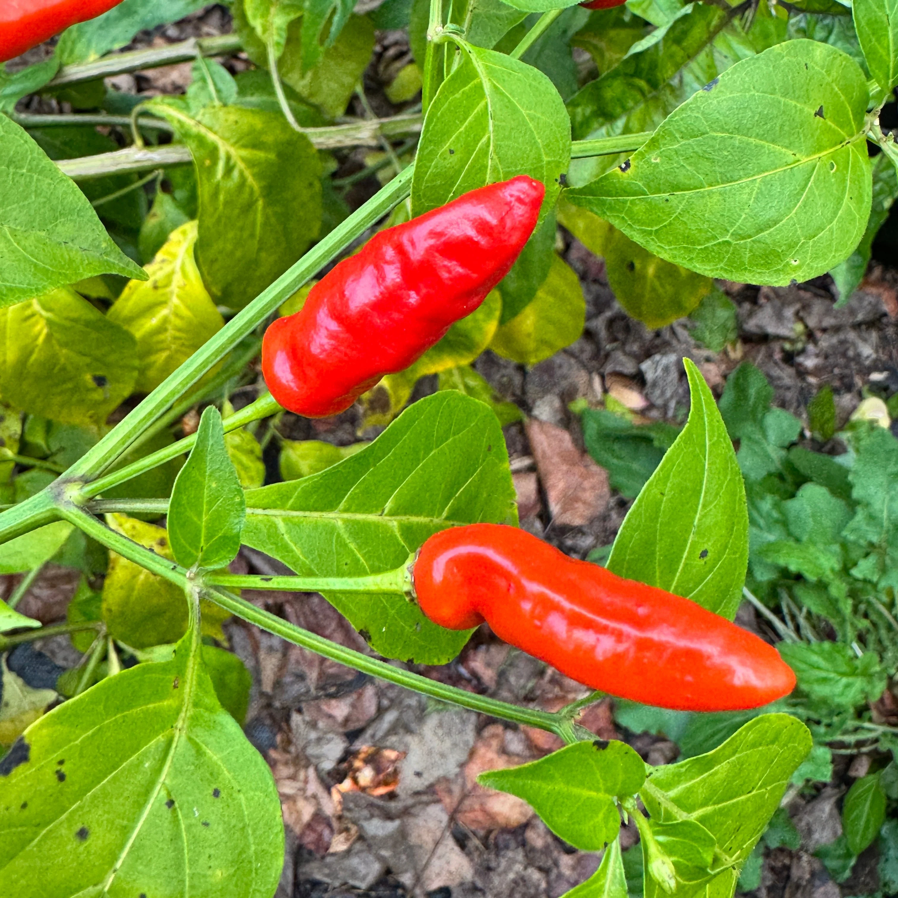 Hawaiian Chili x Ghost  - Seeds - Image 3