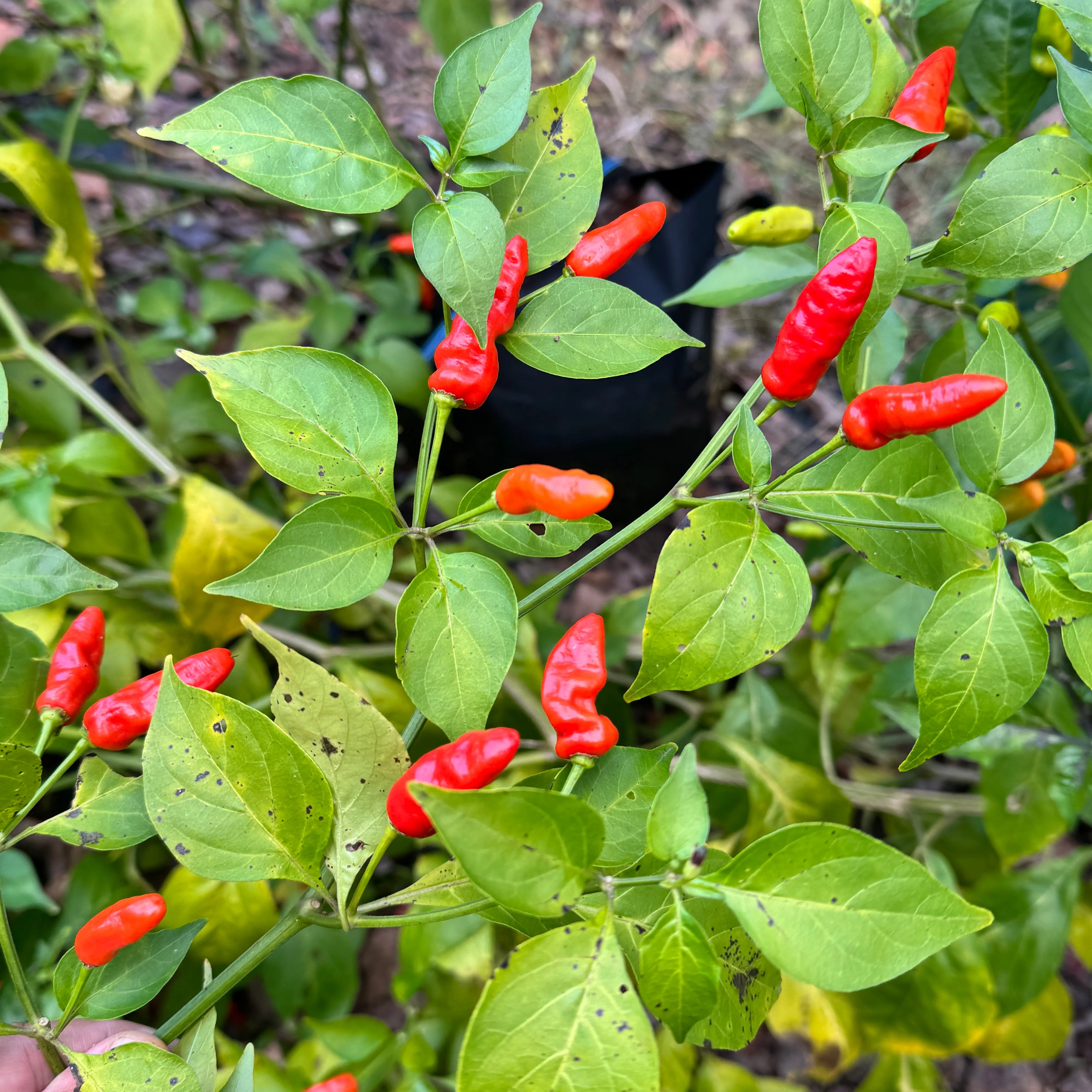 Hawaiian Chili x Ghost  - Seeds - Image 4