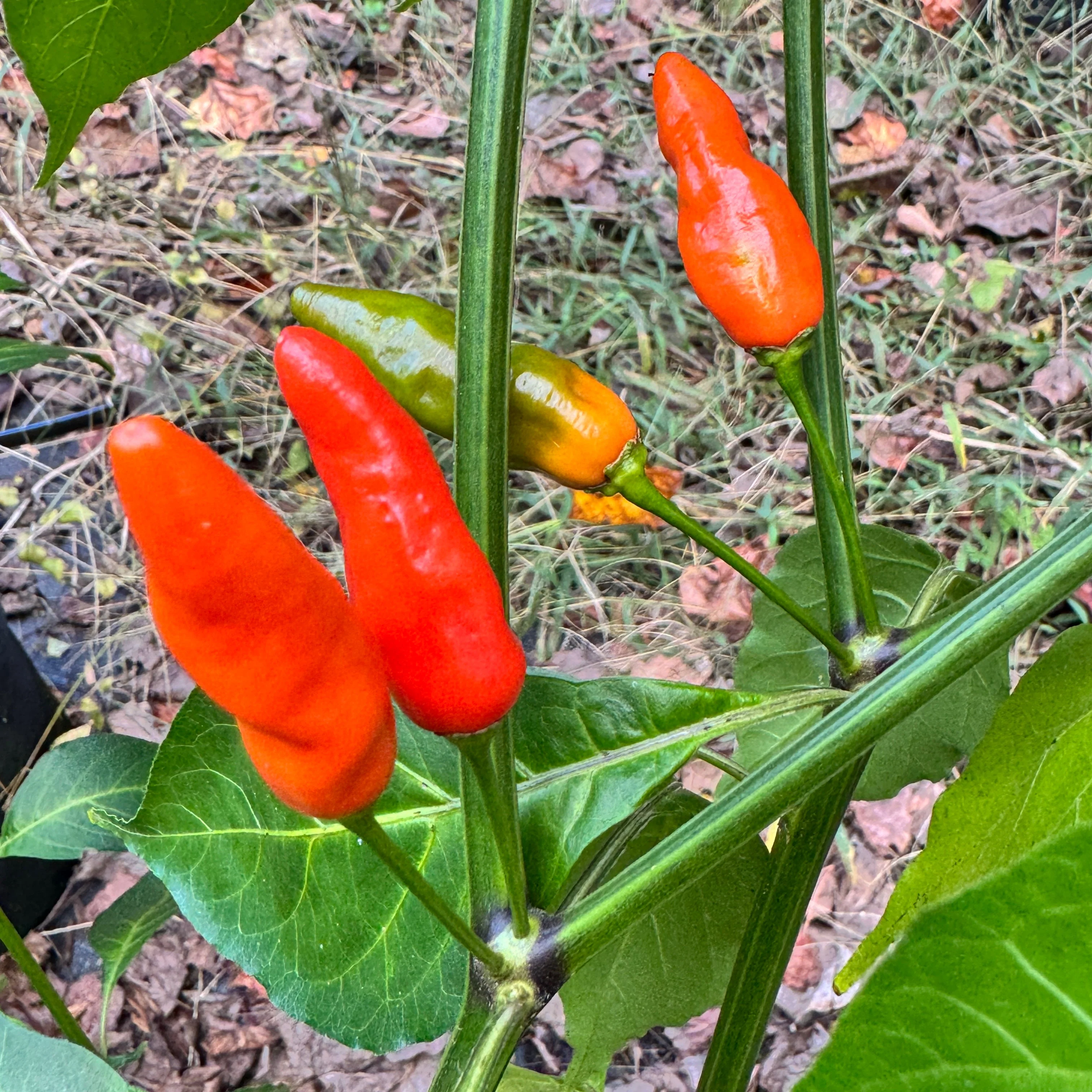 Hawaiian Chili x Ghost  - Seeds - Image 5