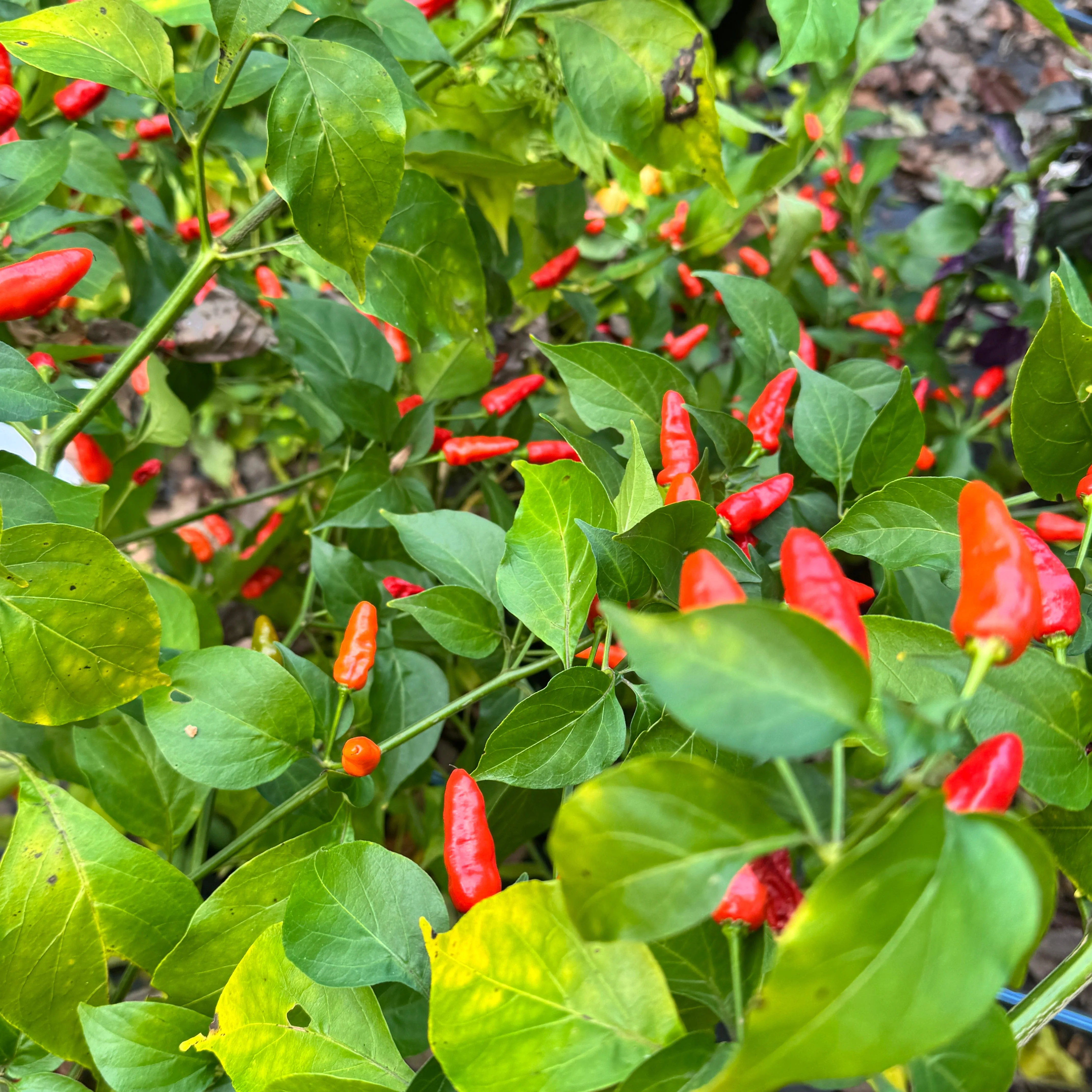 Hawaiian Chili x Ghost  - Seeds - Image 6