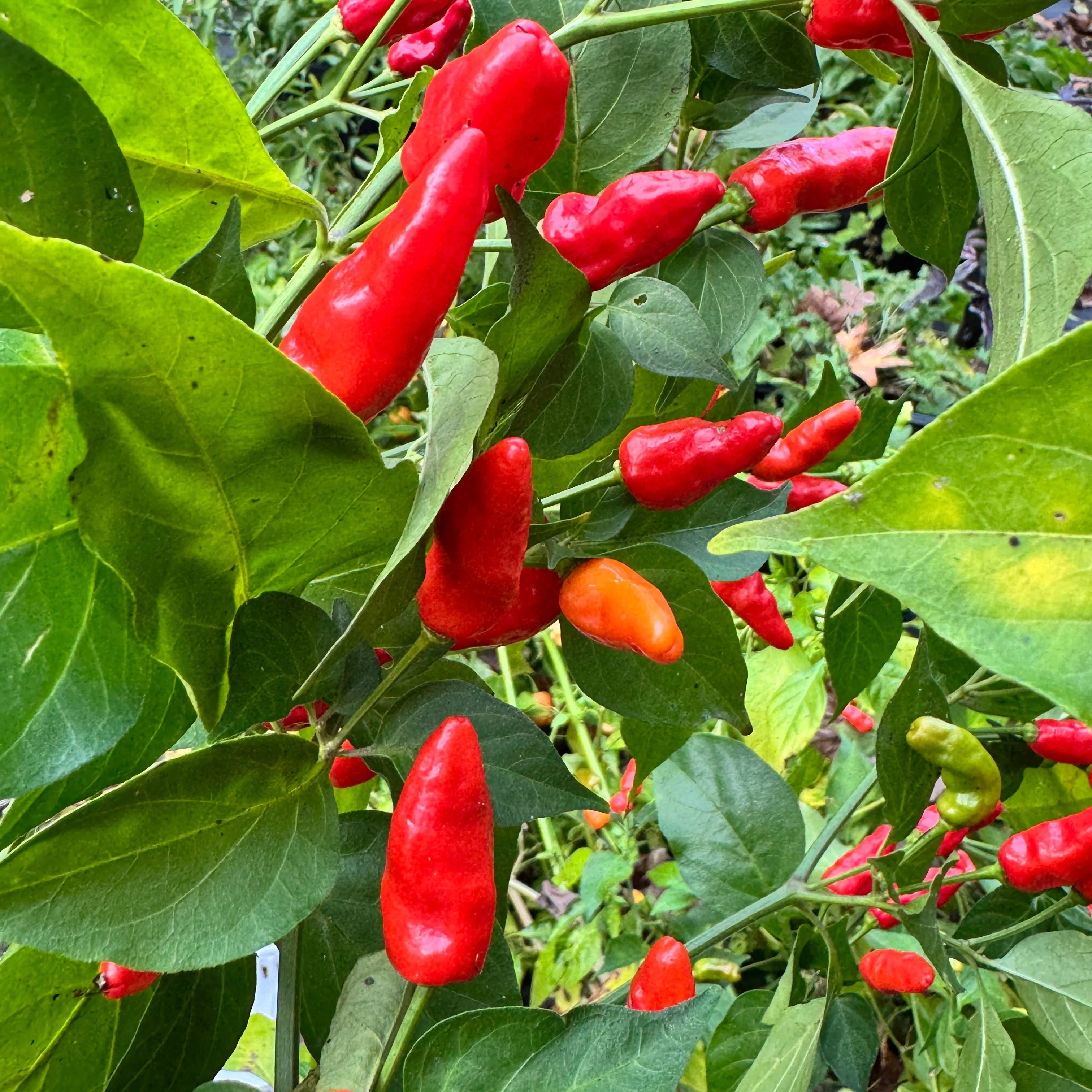 Hawaiian Chili x Ghost  - Seeds - Image 7