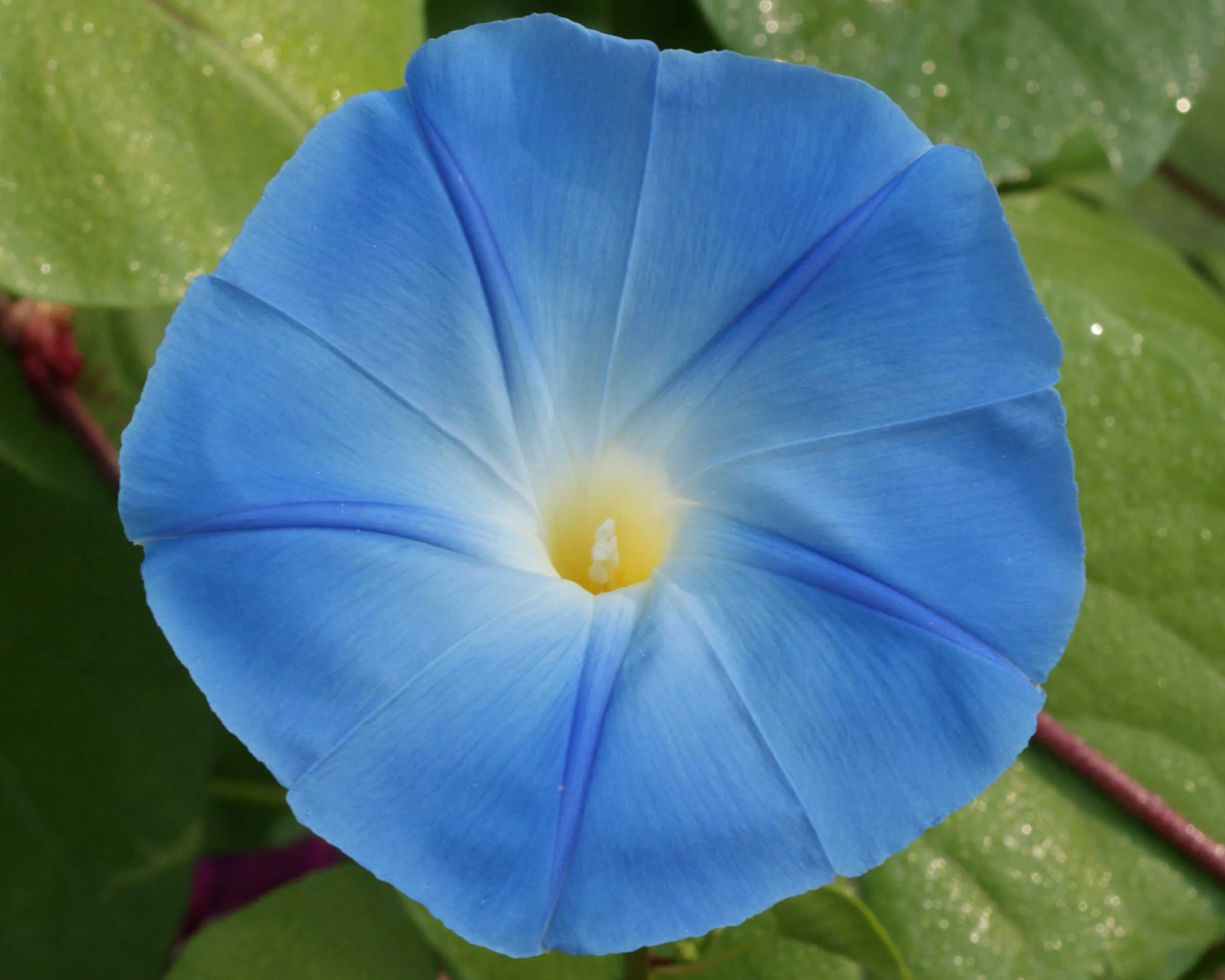 Heavenly Blue Morning Glory Seeds - Image 2