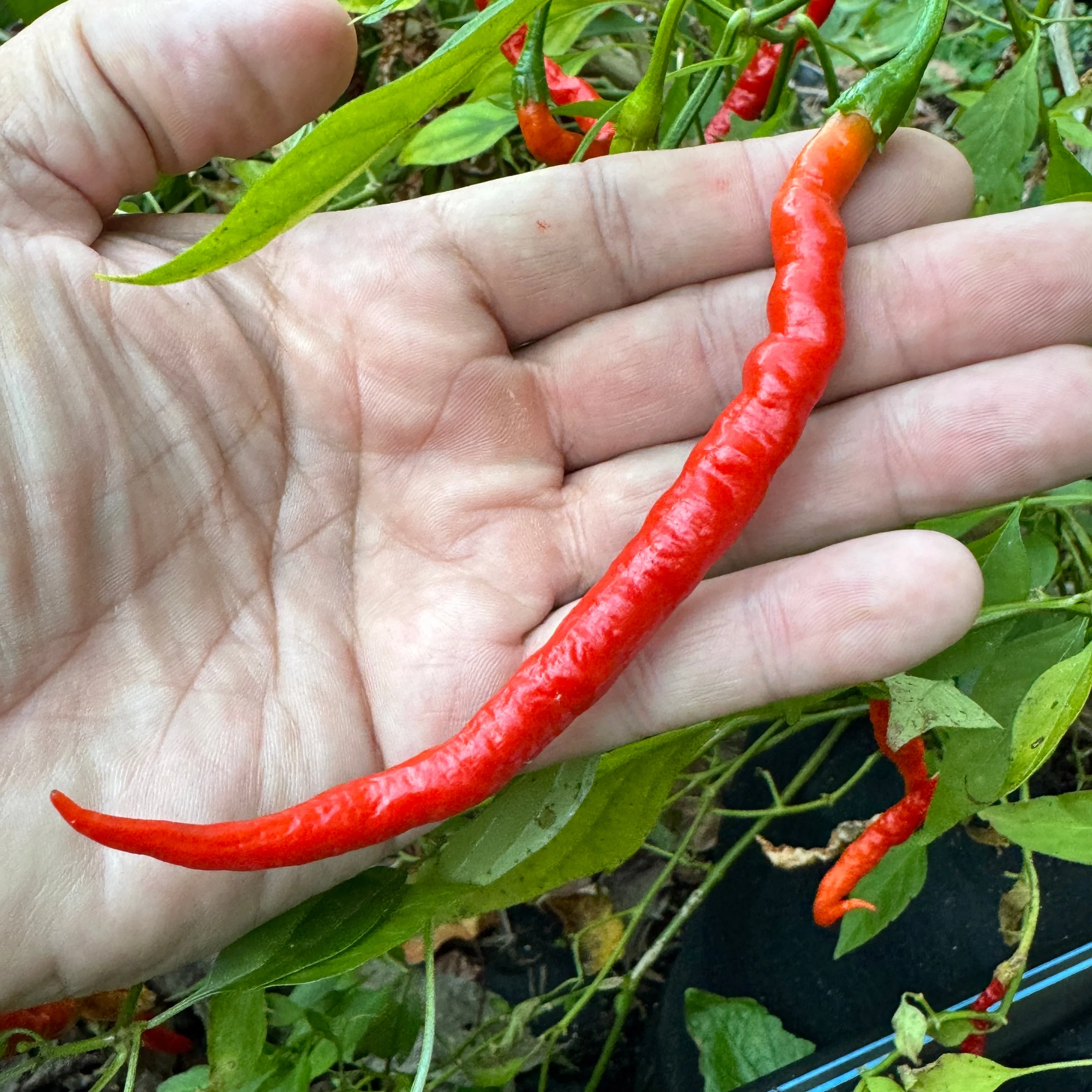 Himo Togarashi - Seeds - Image 2
