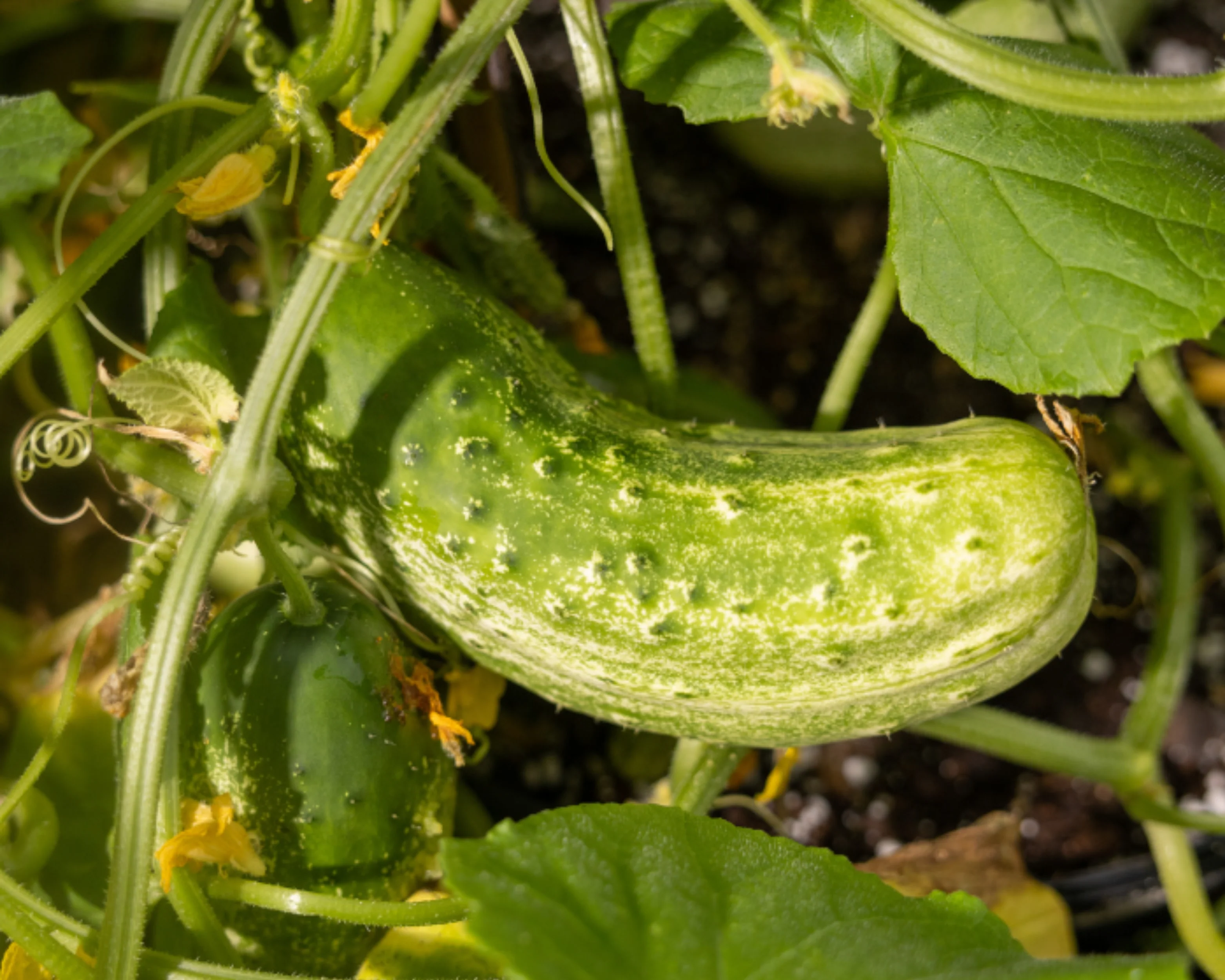Homemade Pickles Cucumber Seeds - Image 2