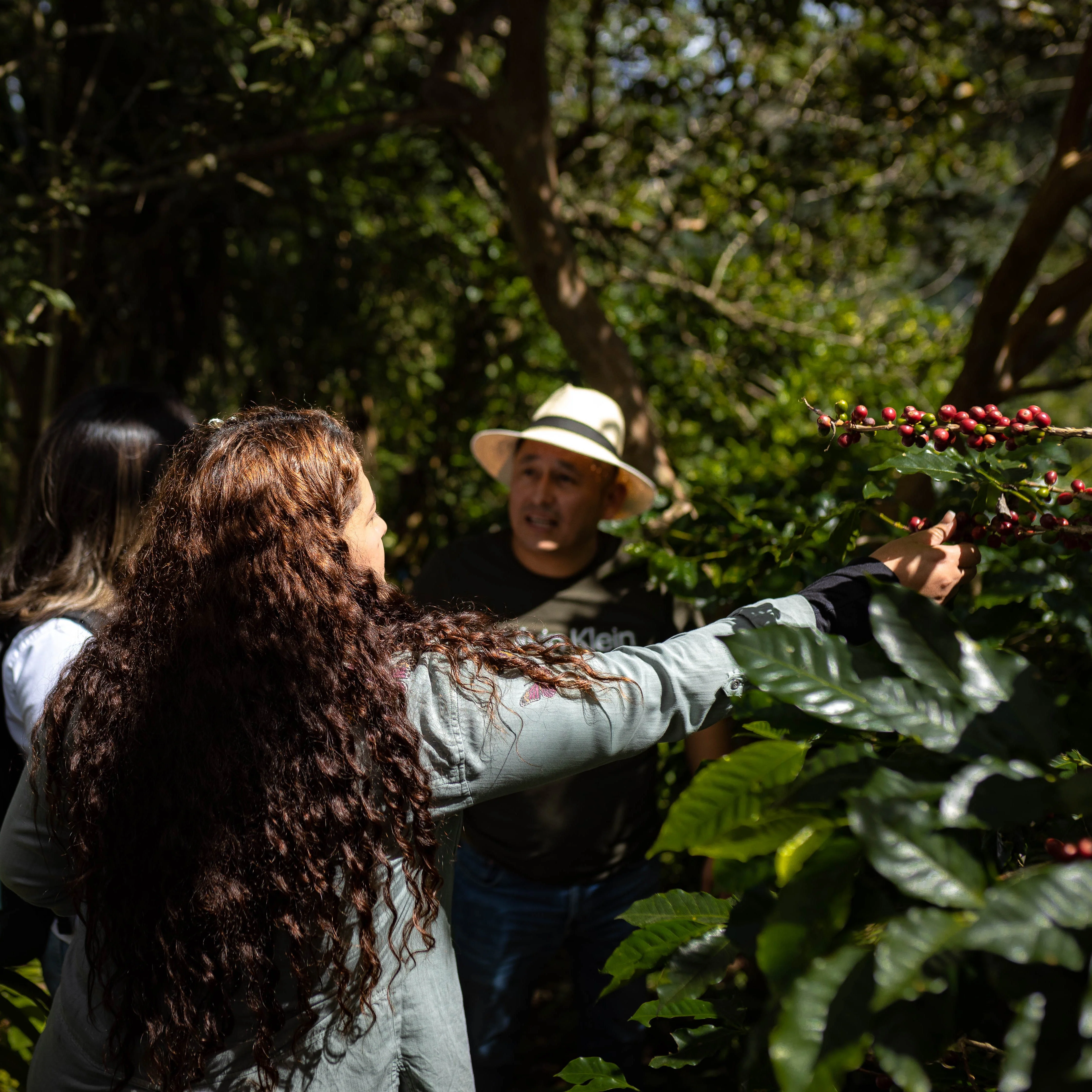 Honduran Bourbon Coffee - Image 5
