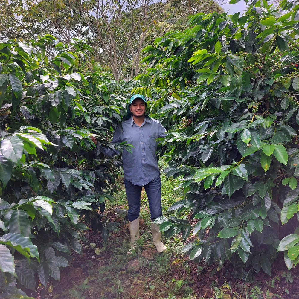Honduran Espresso Blend Coffee - Image 6