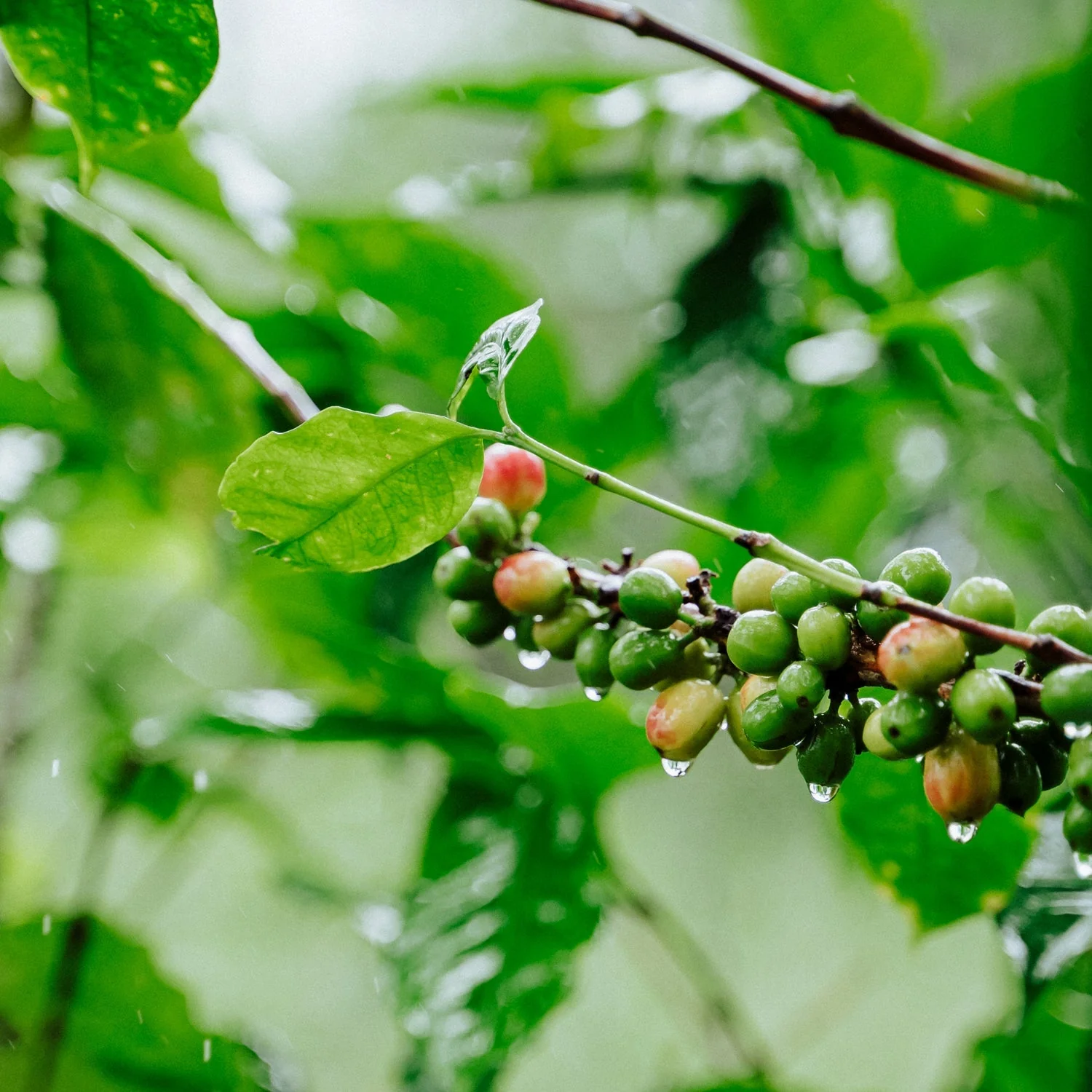 Honduran Espresso Blend Coffee - Image 8