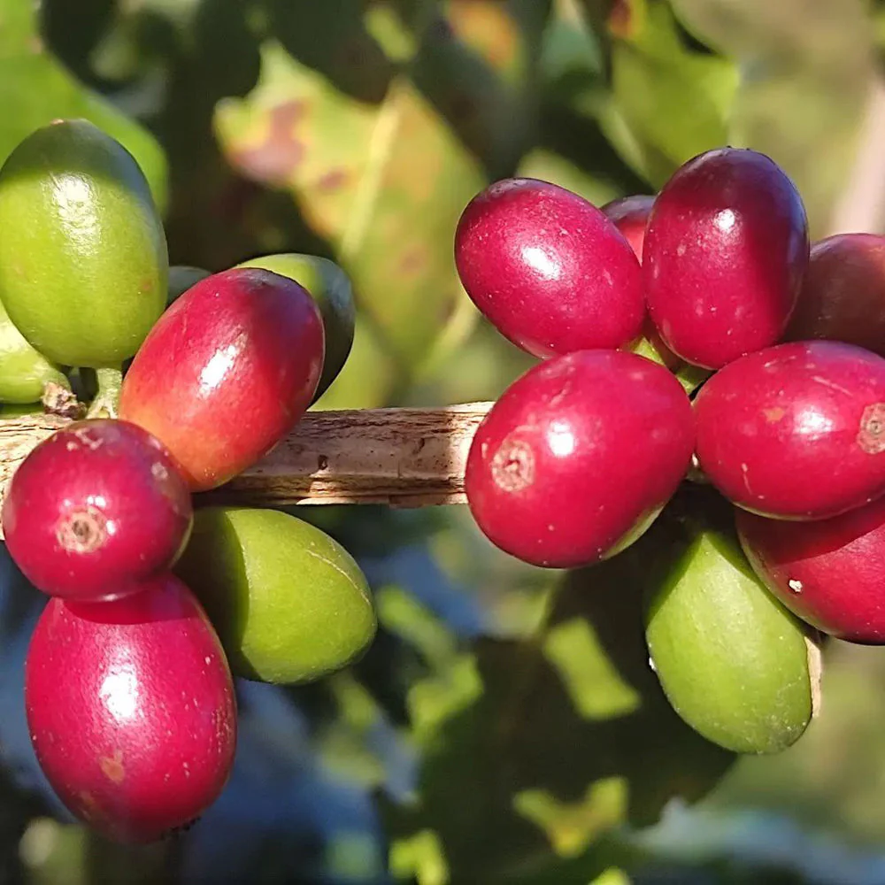 Honduran Espresso Blend Coffee - Image 9