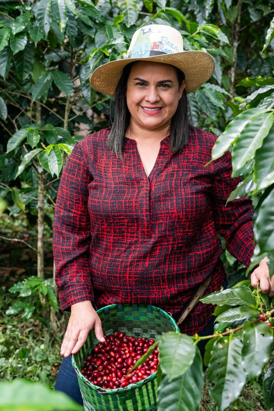 Honduran Parainema Coffee - Image 4