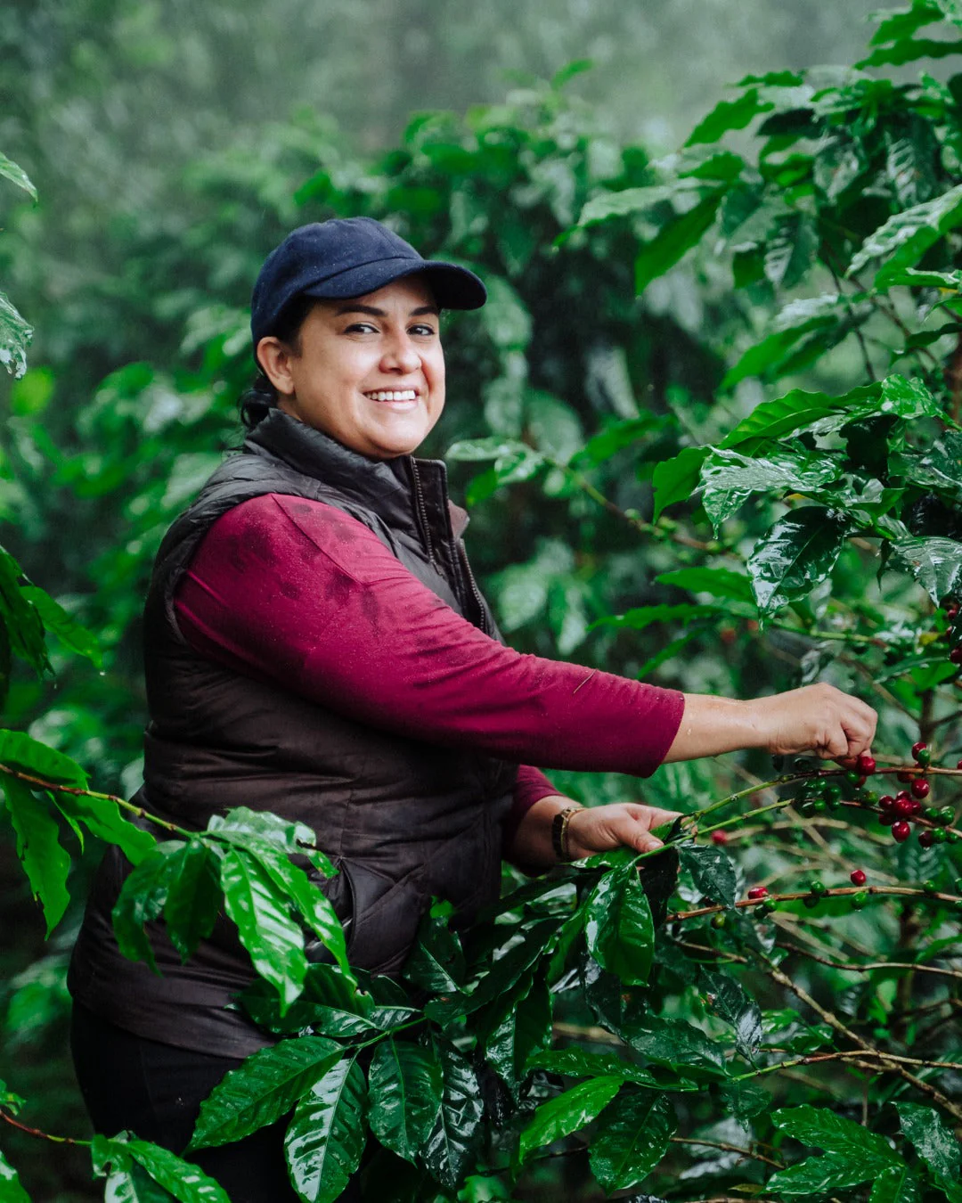 Honduran Parainema Coffee - Image 5