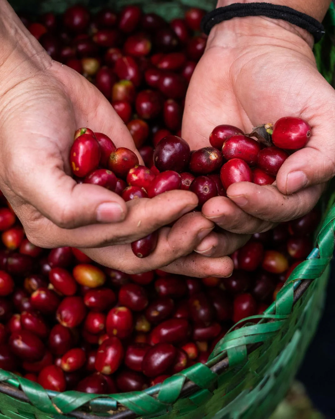 Honduran Parainema Coffee - Image 8