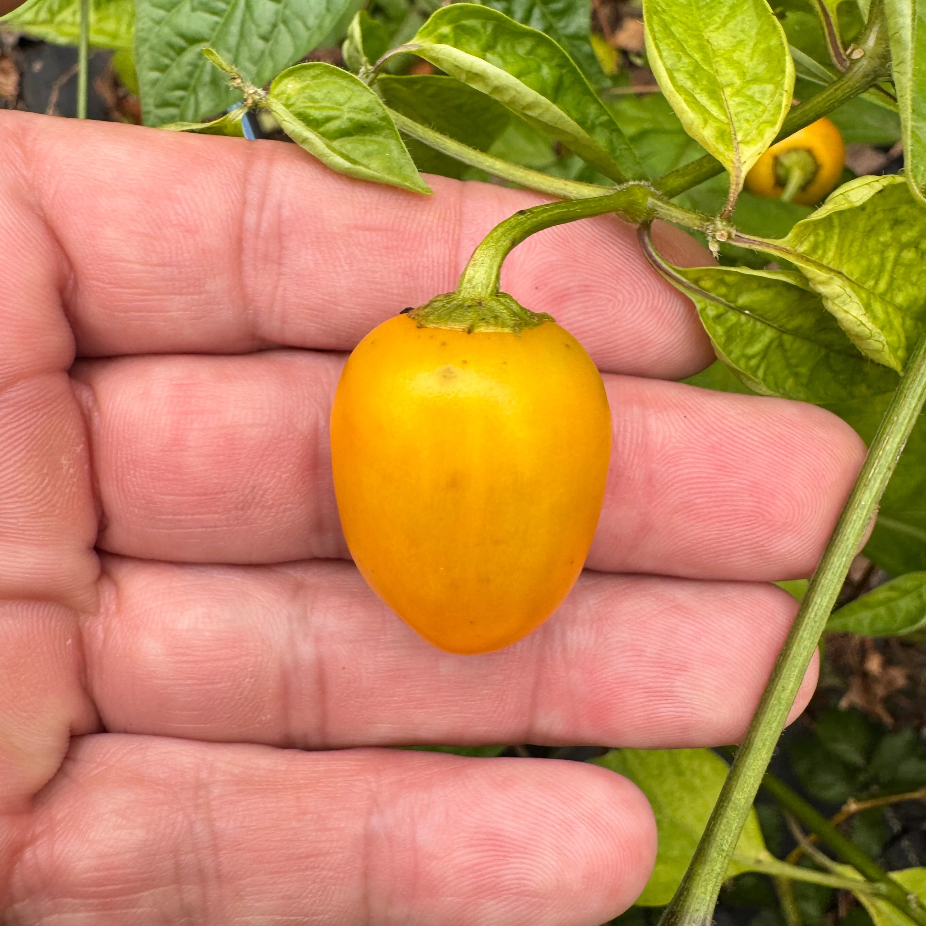 Honey Badger Rocoto - Seeds - Image 2