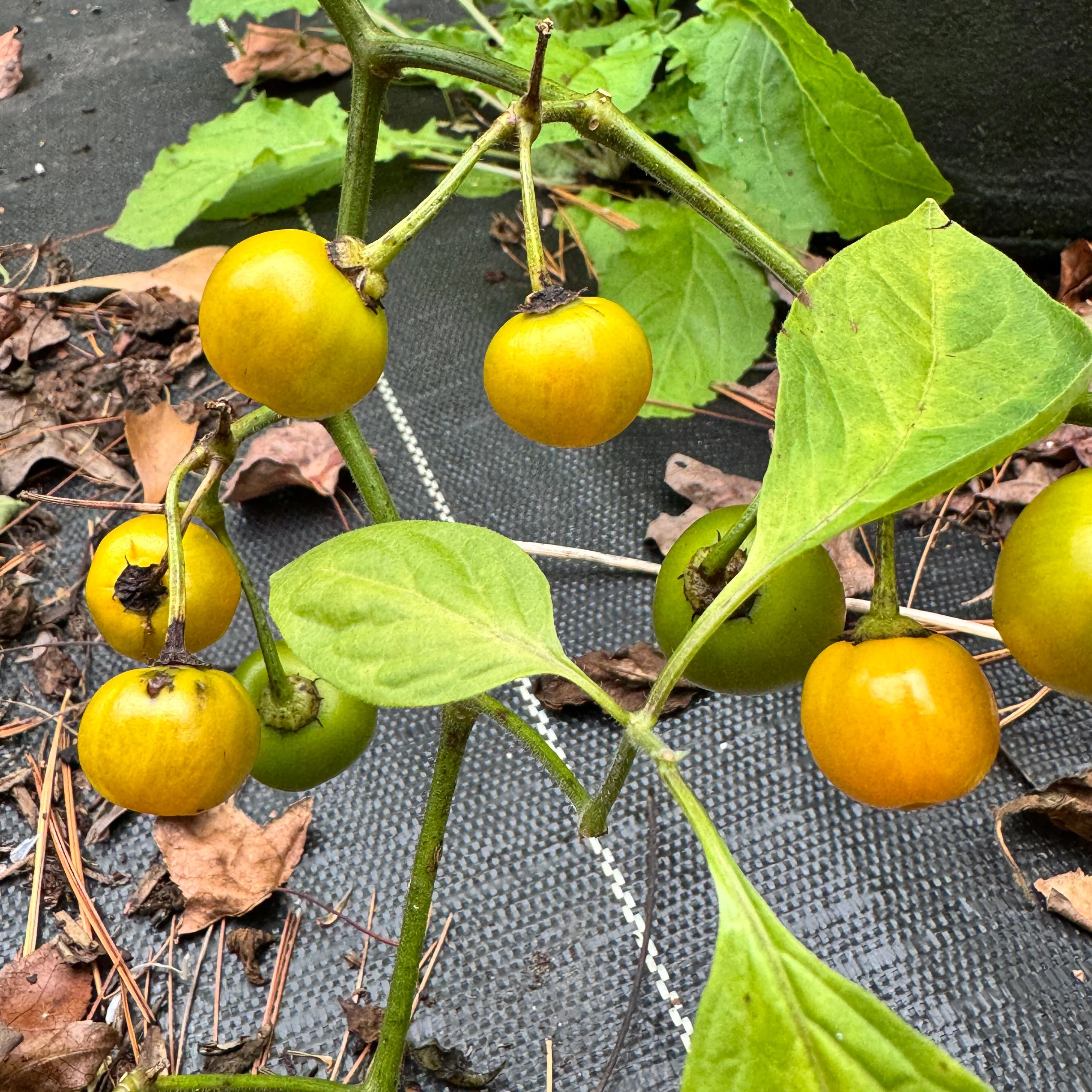 Honey Badger Rocoto - Seeds - Image 3