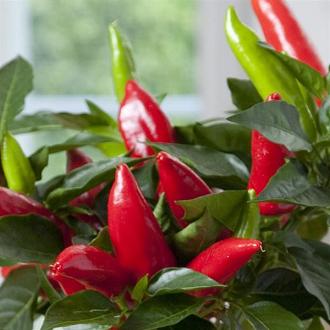 Hot Burrito Pepper Seeds - Image 2