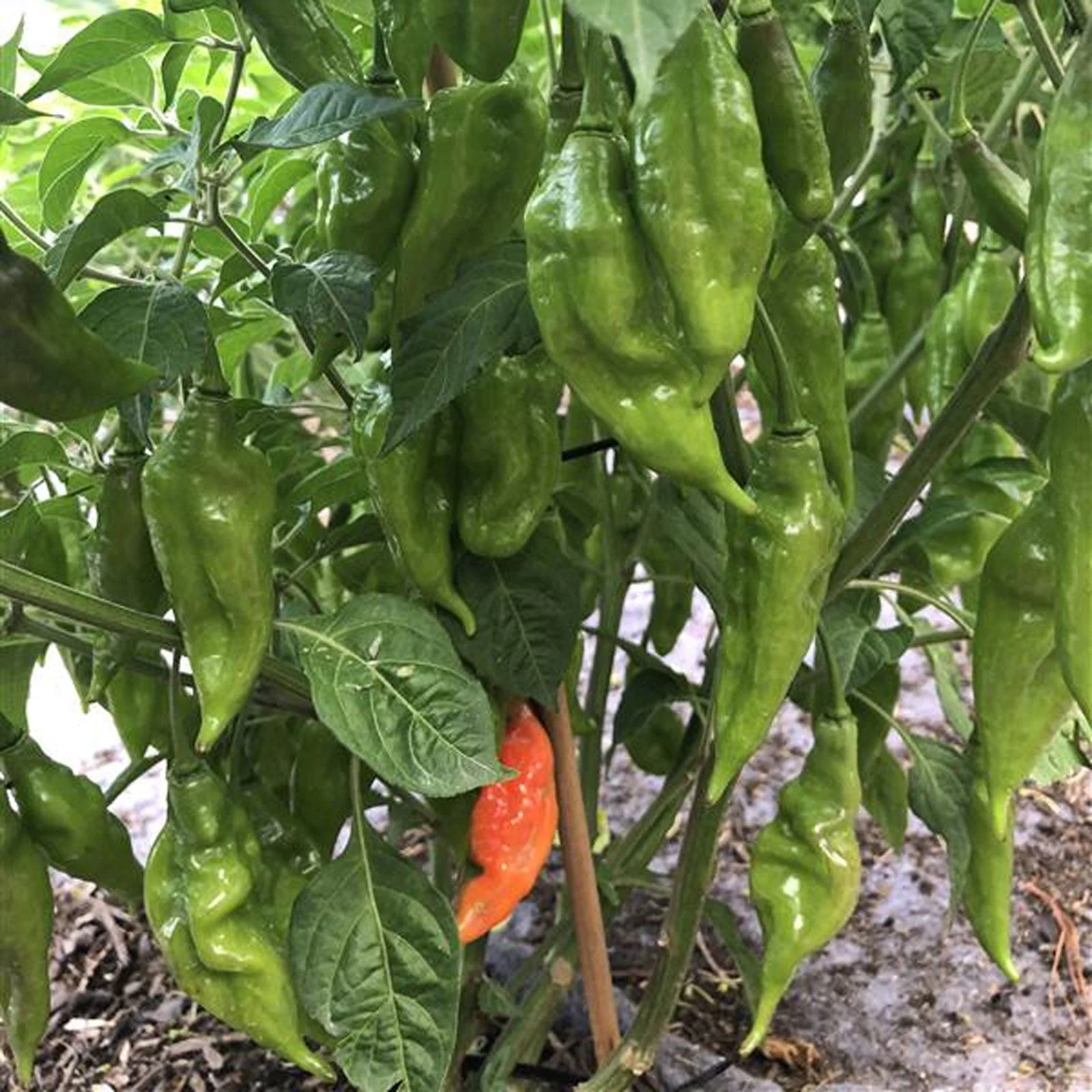 Hot Paper Lantern Pepper Seeds - Image 2