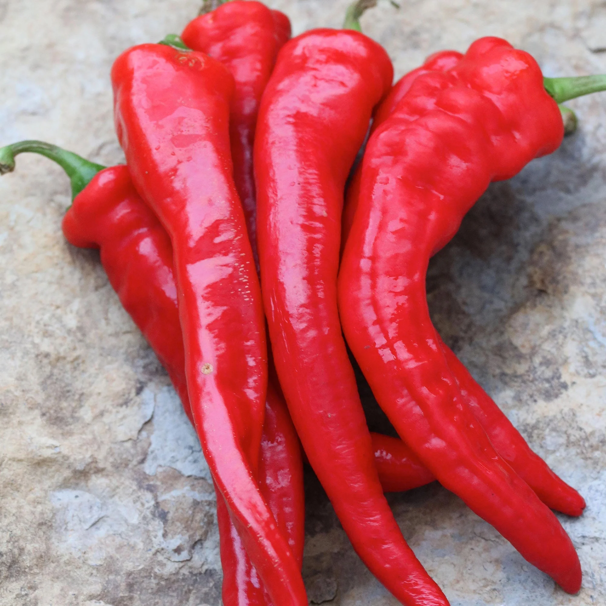 Hot Portugal Pepper Seeds - Image 2