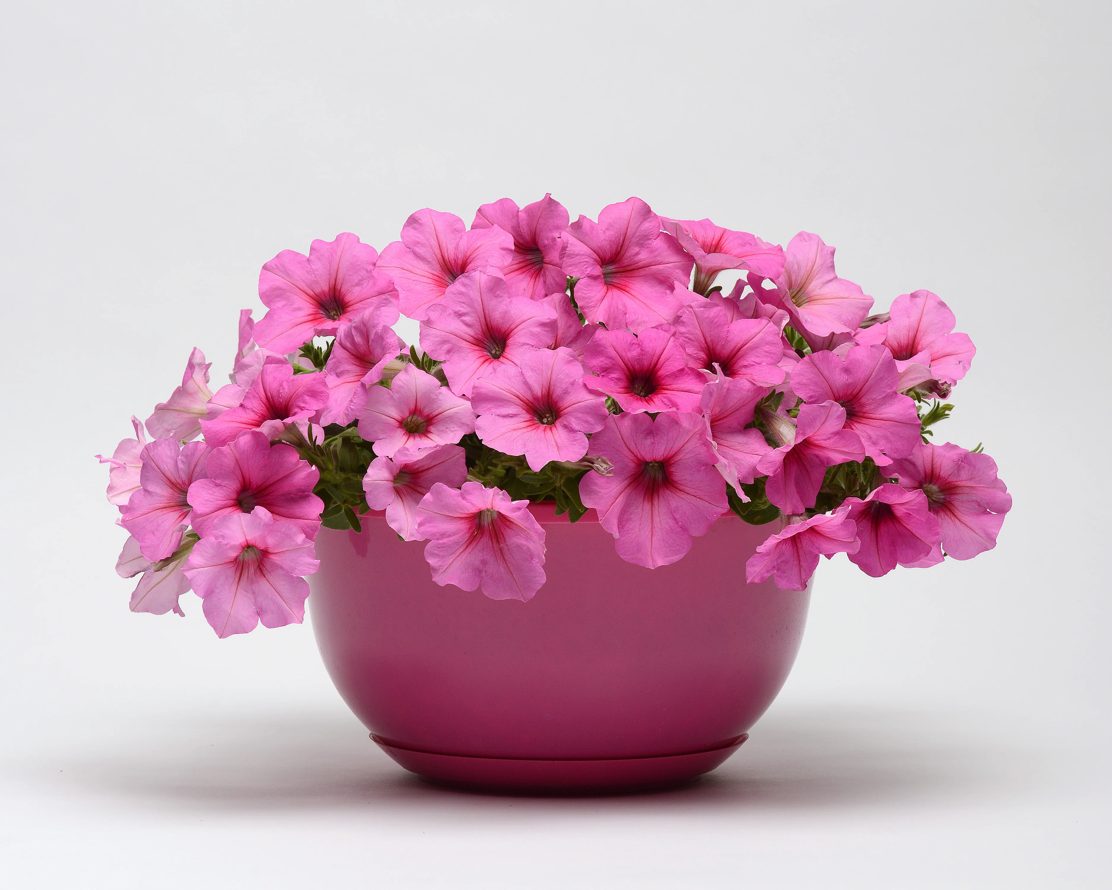 Hybrid Easy Wave Pink Passion Spreading Petunia Seeds - Image 2