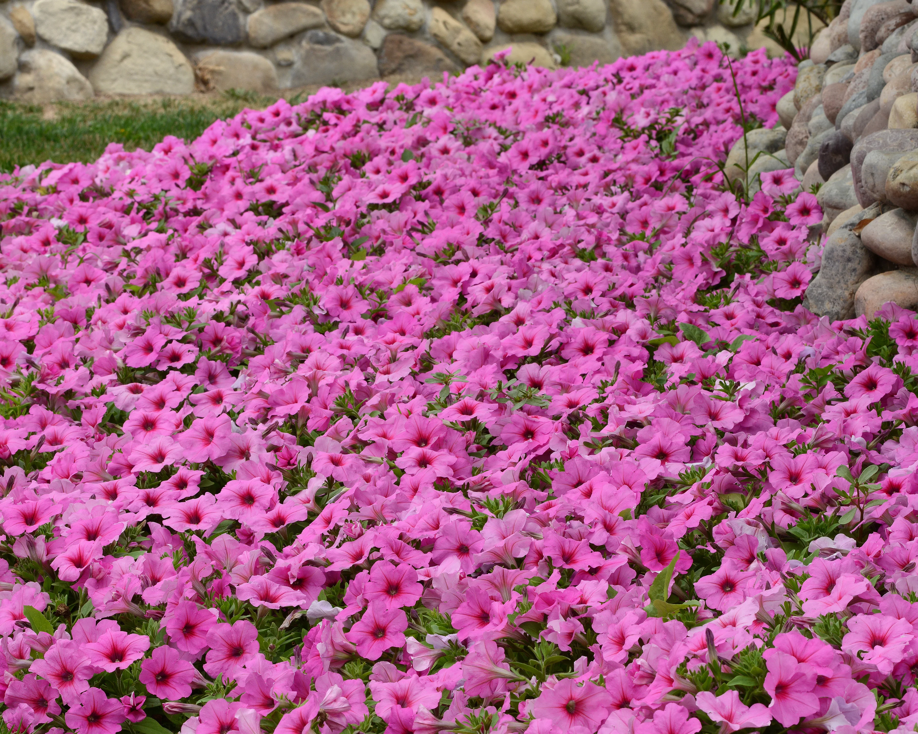 Hybrid Easy Wave Pink Passion Spreading Petunia Seeds - Image 3