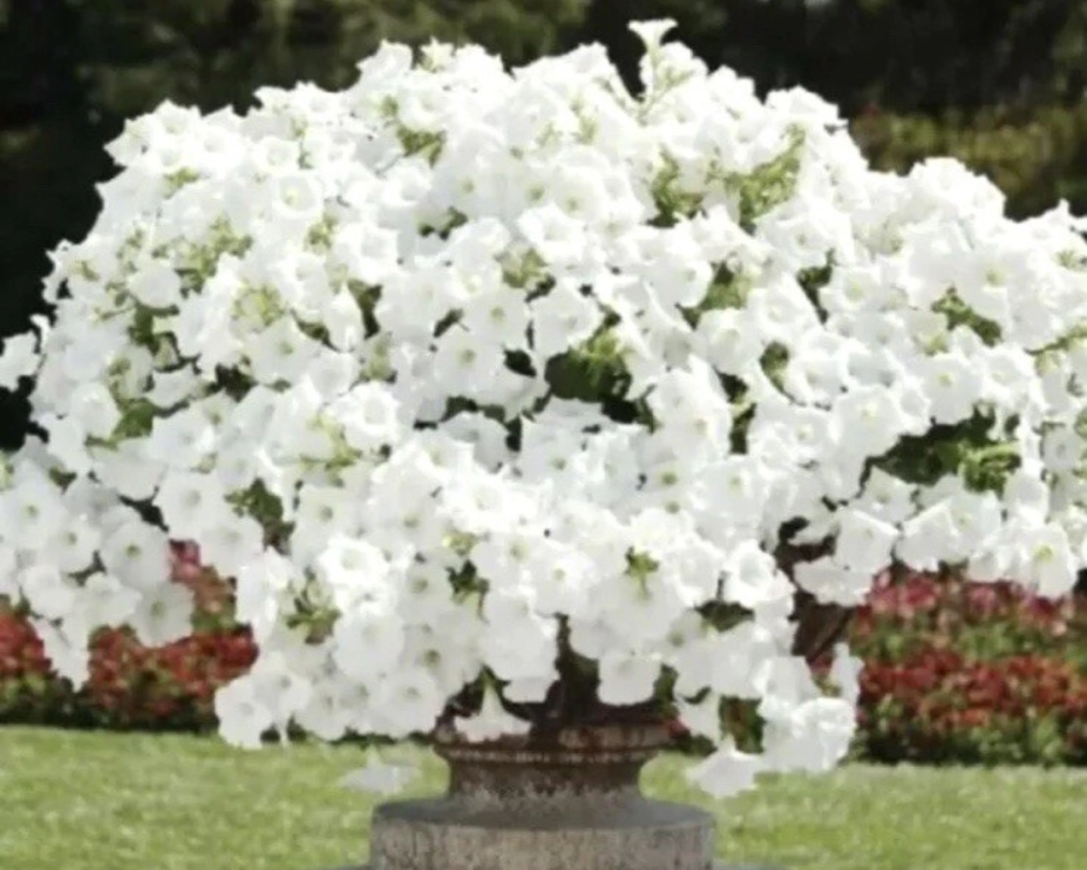 Hybrid Easy Wave White Spreading Petunia Seeds - Image 2