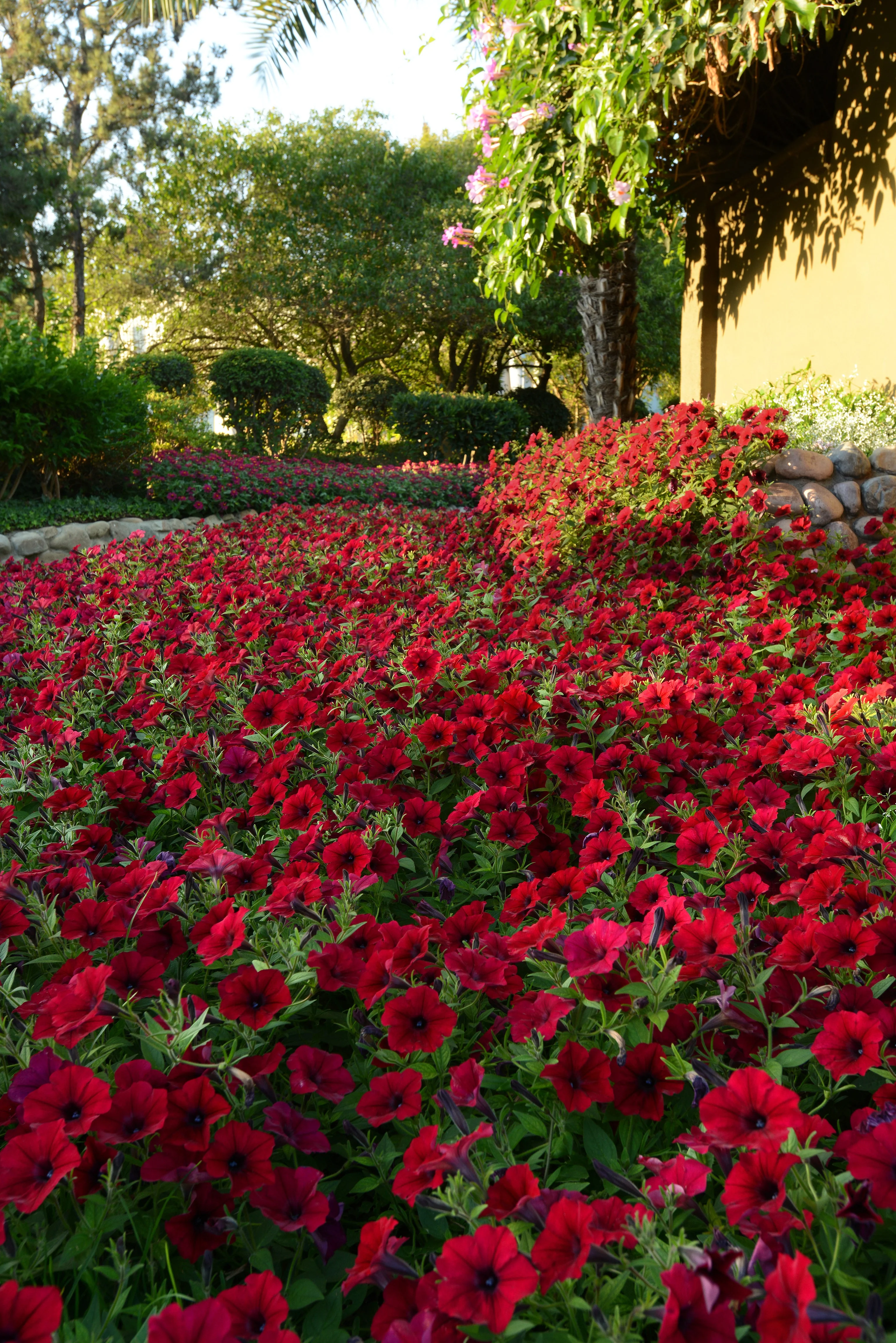 Hybrid Tidal Wave® Red Velour Spreading Petunia Seeds - Image 2
