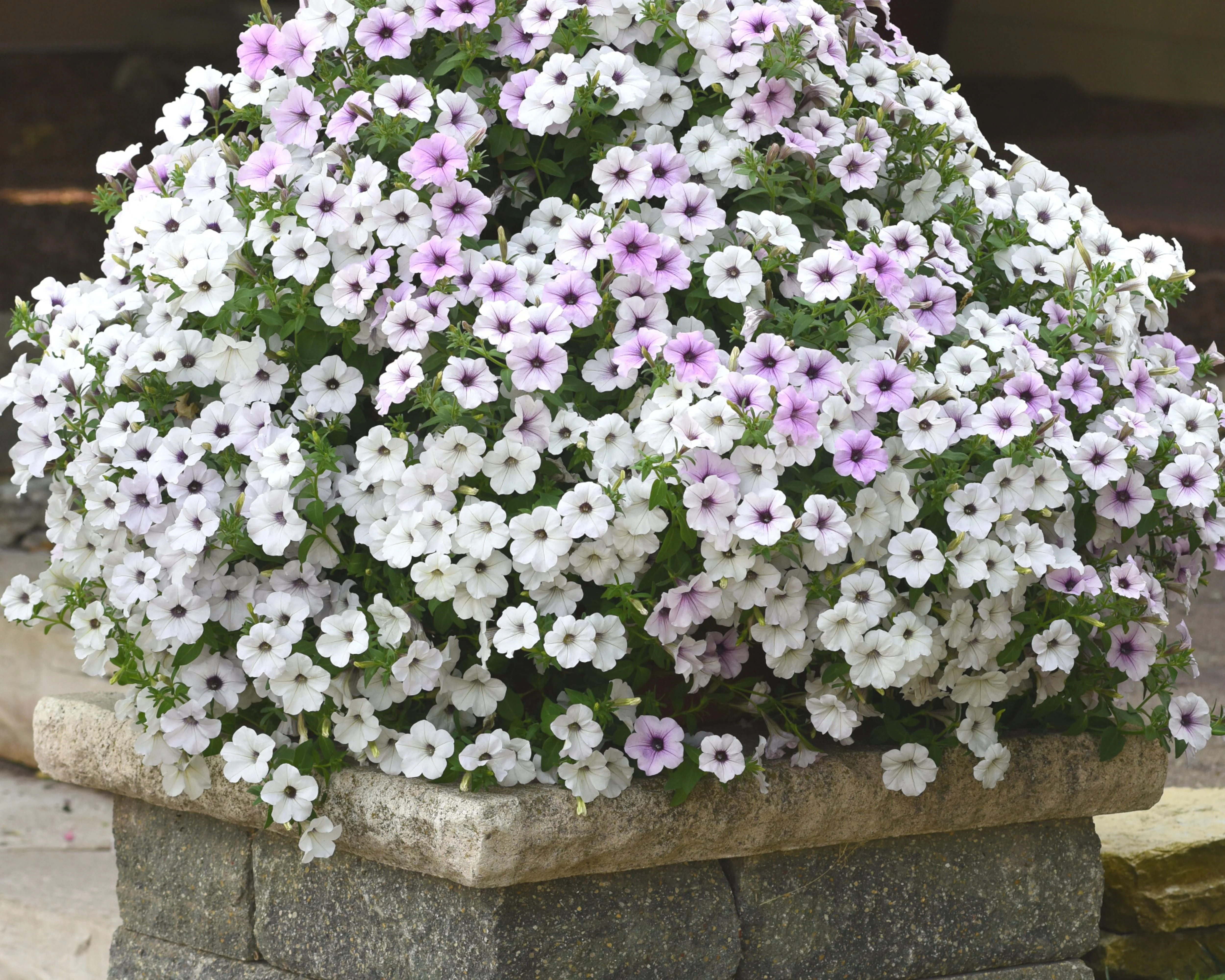 Hybrid Tidal Wave® Silver Spreading Petunia Seeds - Image 2