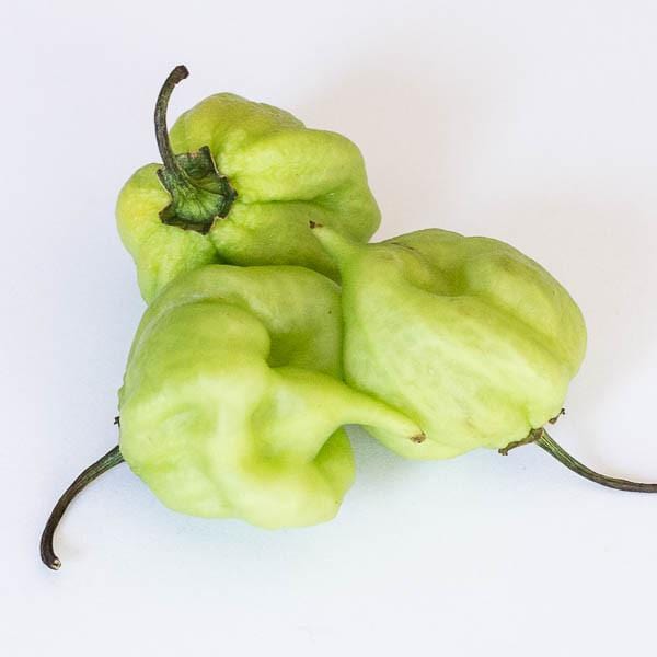 I Scream Scorpion Pepper Seeds - Image 3