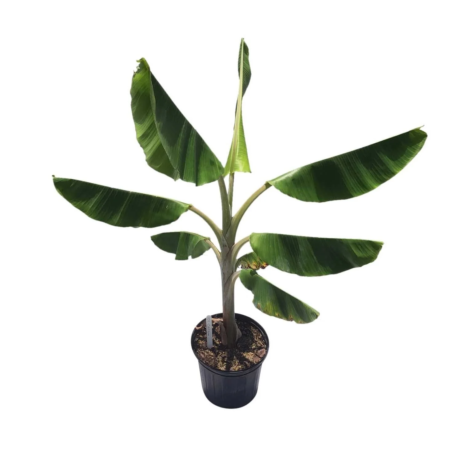 Ice Cream Blue Java Banana Plant - Image 2