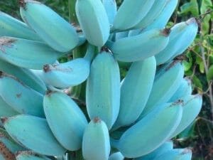 Ice Cream Blue Java Banana Plant - Image 3