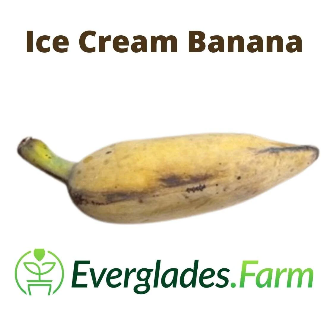 Ice Cream Blue Java Banana Plant - Image 4