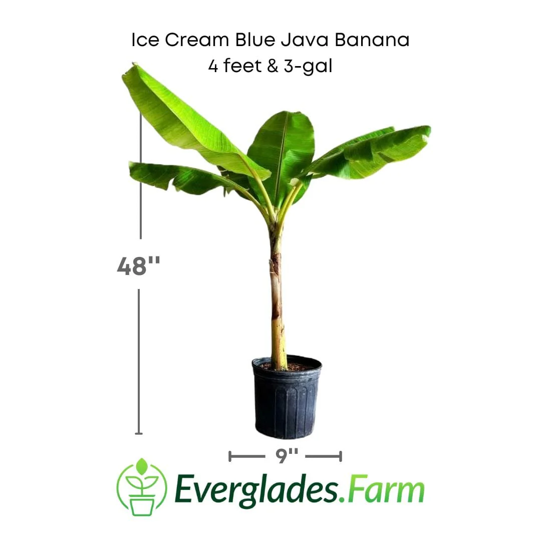 Ice Cream Blue Java Banana Plant - Image 5