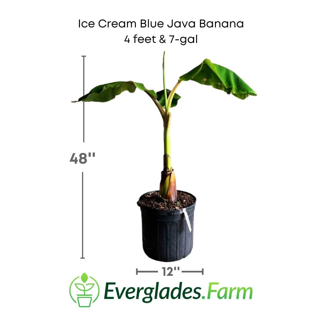 Ice Cream Blue Java Banana Plant - Image 6