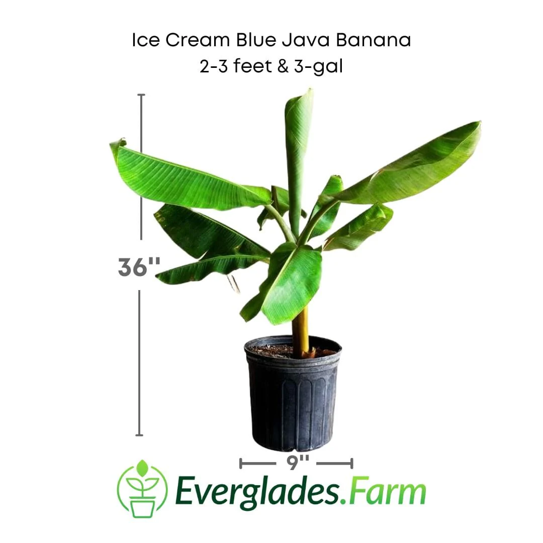 Ice Cream Blue Java Banana Plant - Image 7