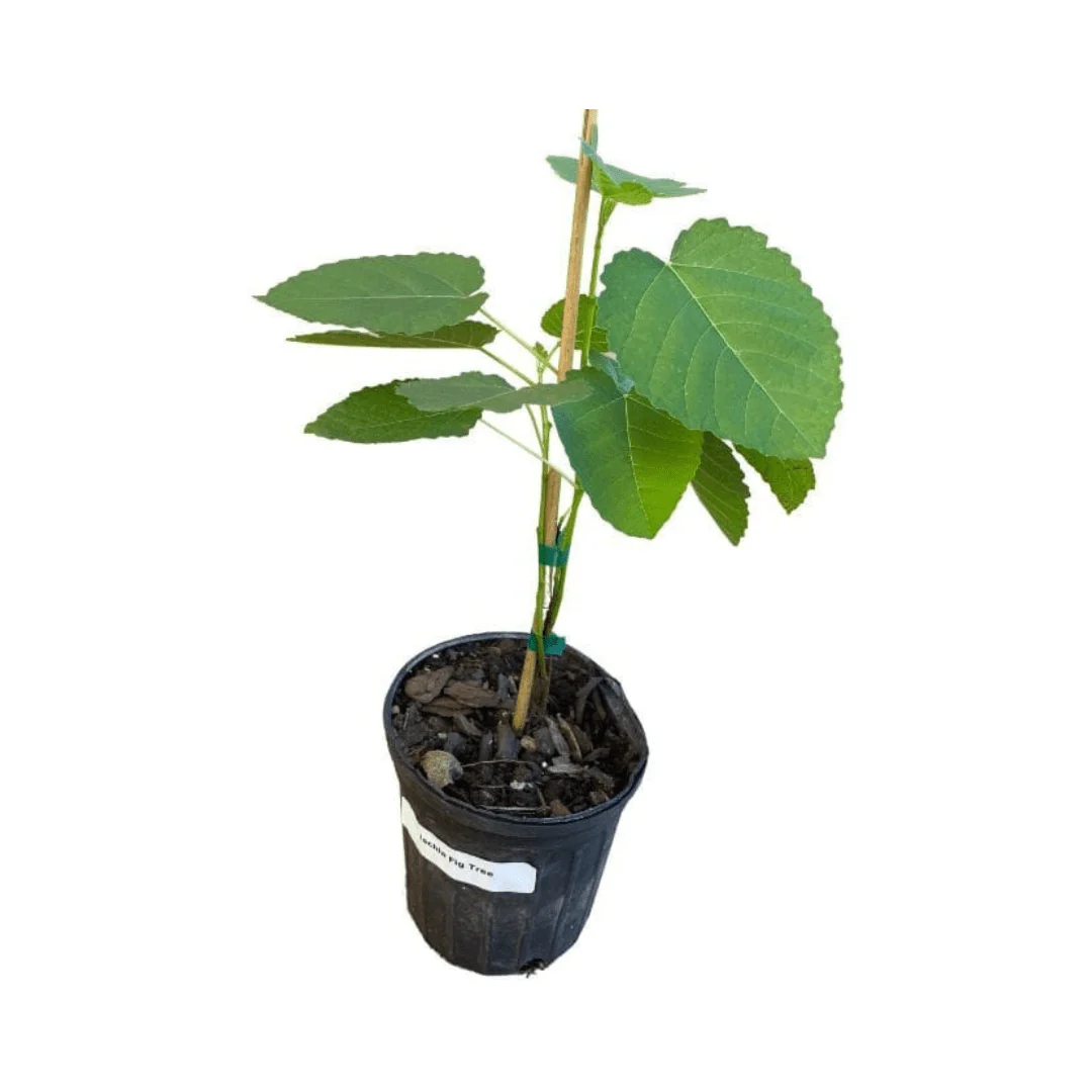 Ischia Fig Tree - Image 2