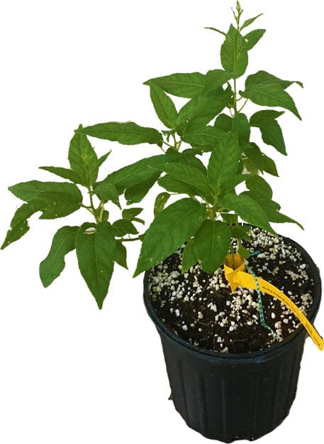 Issai Kiwi Self-Fertile Female Plant - Image 2